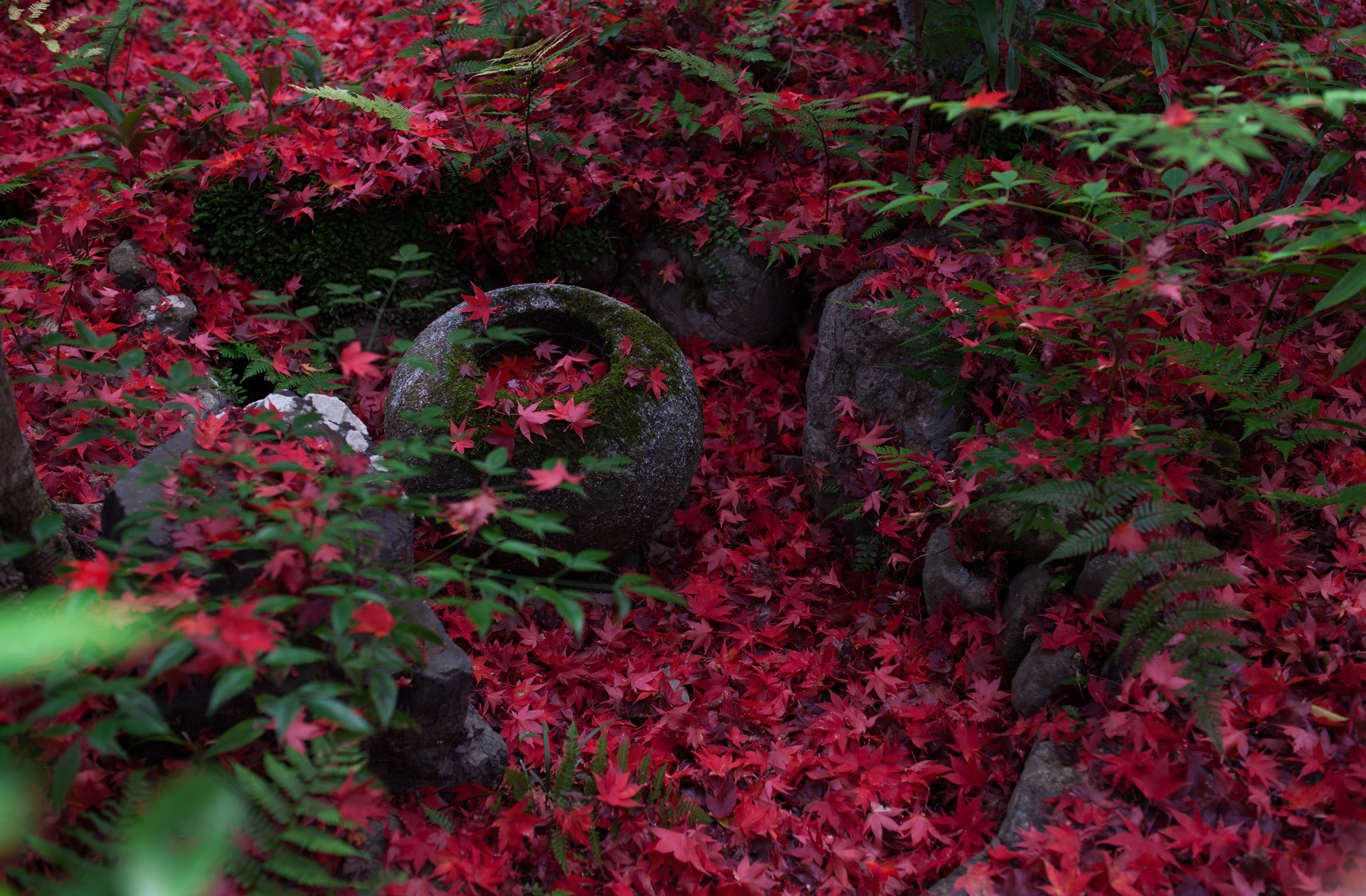 Laden Sie das Herbst, Blatt, Erde/natur-Bild kostenlos auf Ihren PC-Desktop herunter