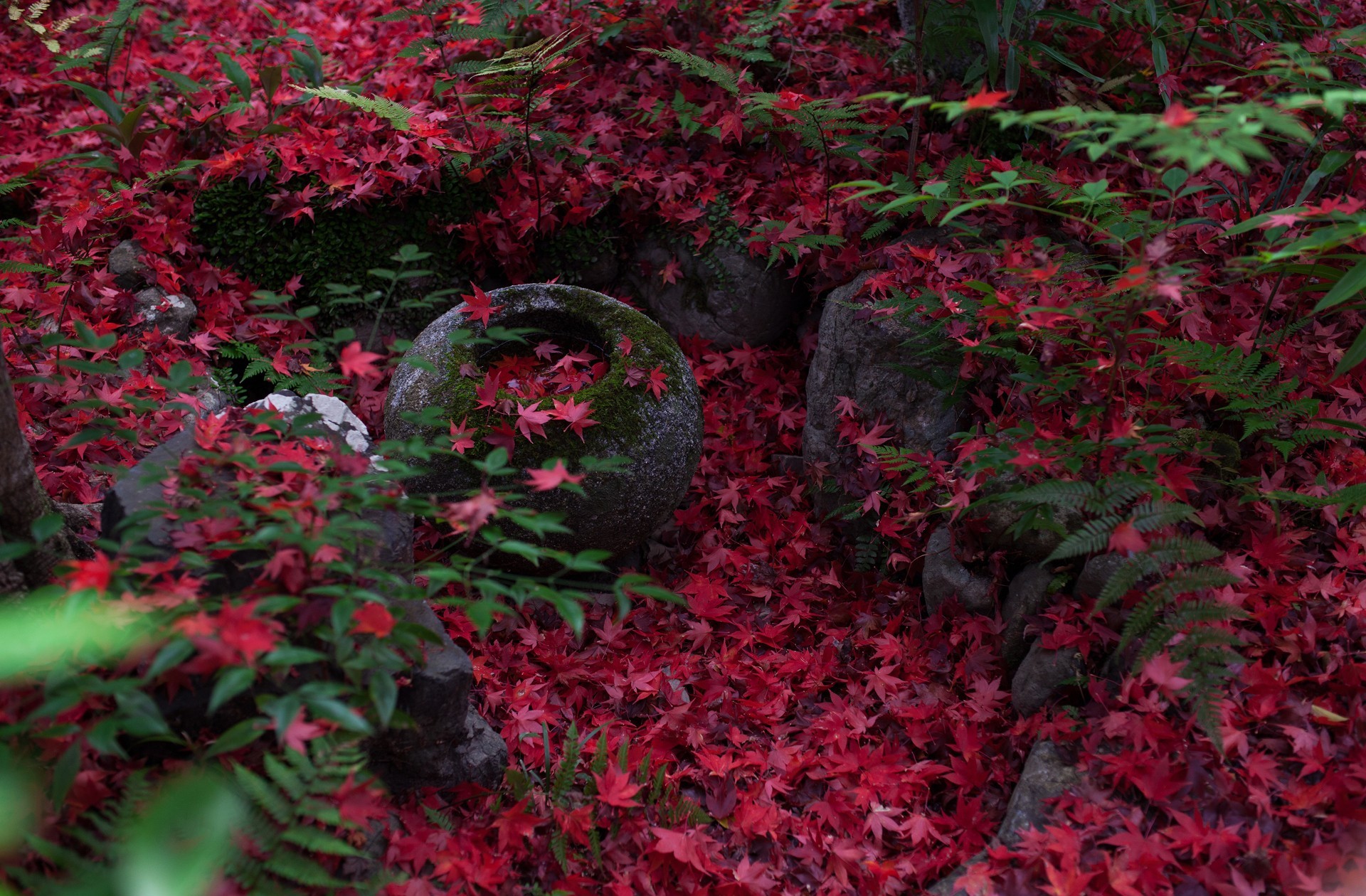 Descarga gratuita de fondo de pantalla para móvil de Otoño, Hoja, Tierra/naturaleza.