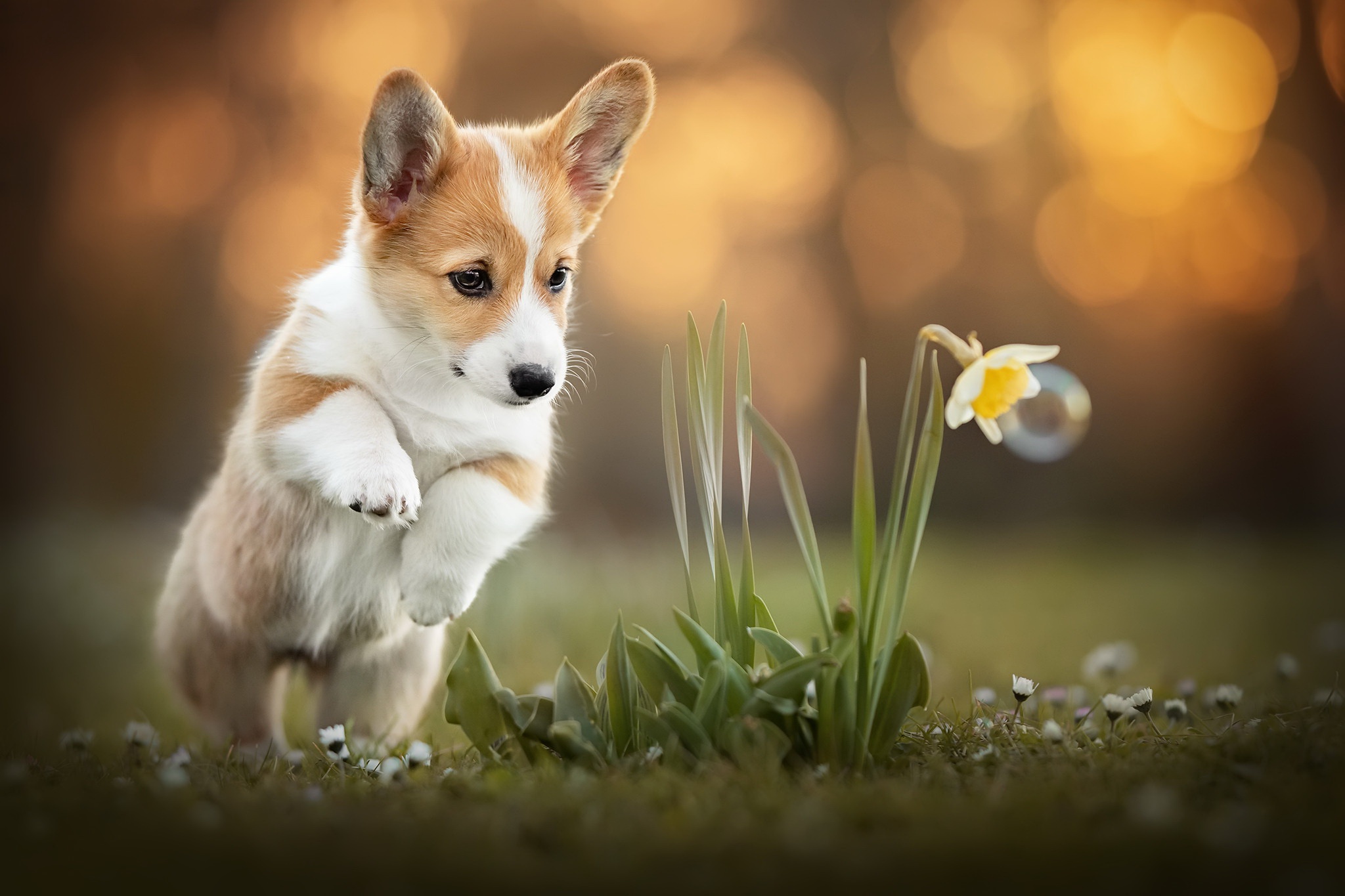 Laden Sie das Tiere, Hunde, Hund, Welpen, Corgi, Tierbaby-Bild kostenlos auf Ihren PC-Desktop herunter