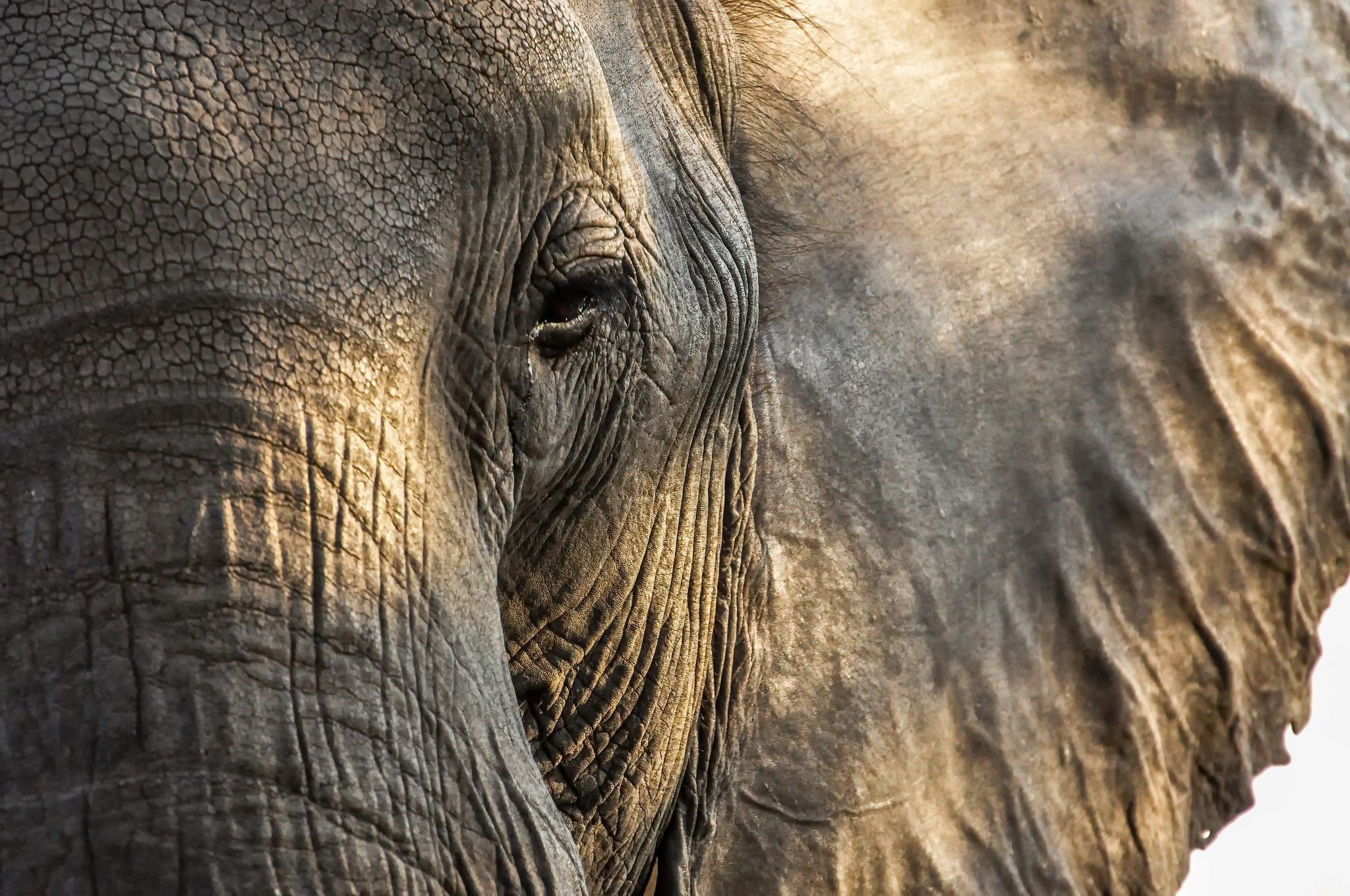 Descarga gratuita de fondo de pantalla para móvil de Animales, Elefantes, De Cerca, Elefante Africano De Sabana.