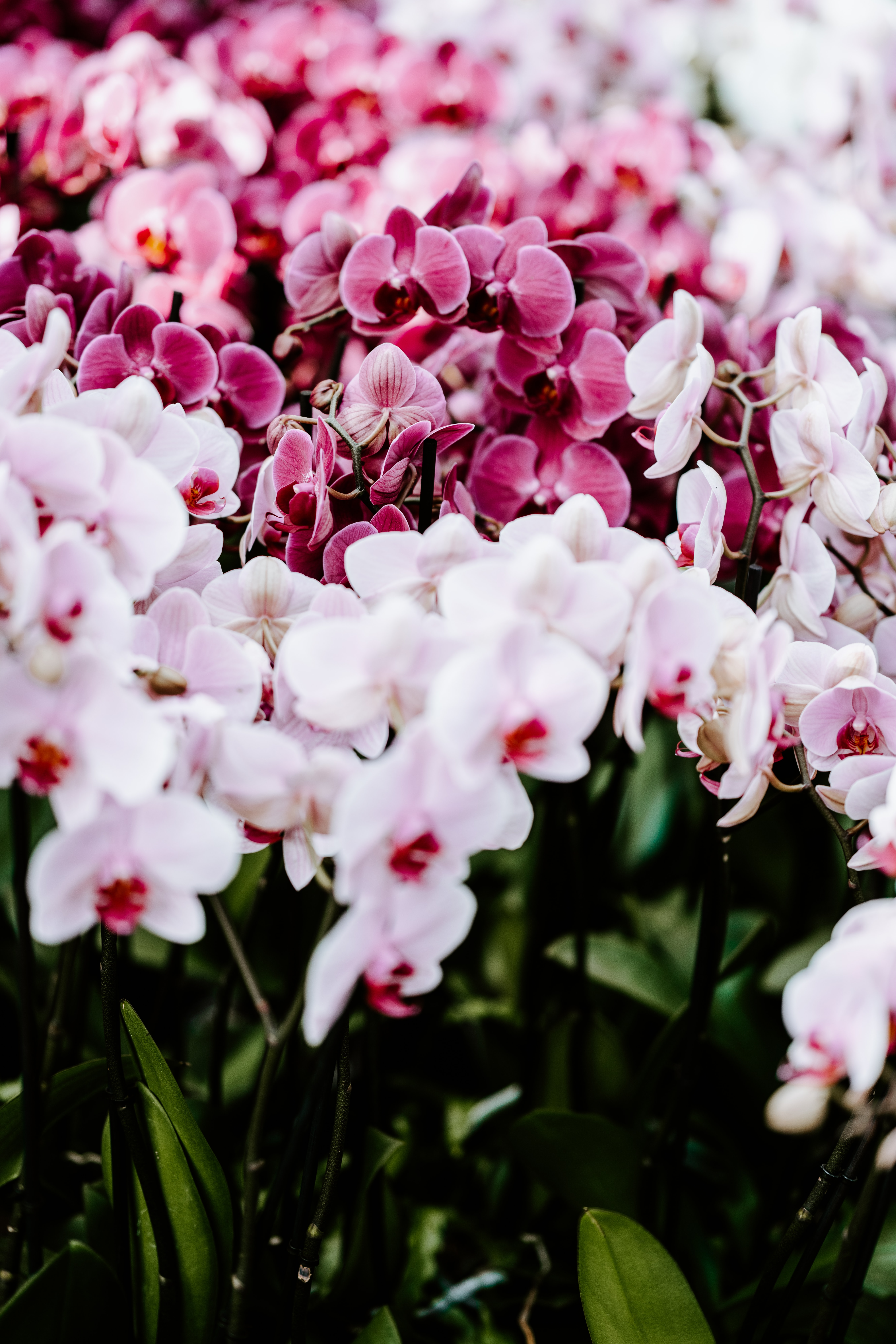 118044 baixar papel de parede orquídeas, flores, macio, tenro, primavera - protetores de tela e imagens gratuitamente