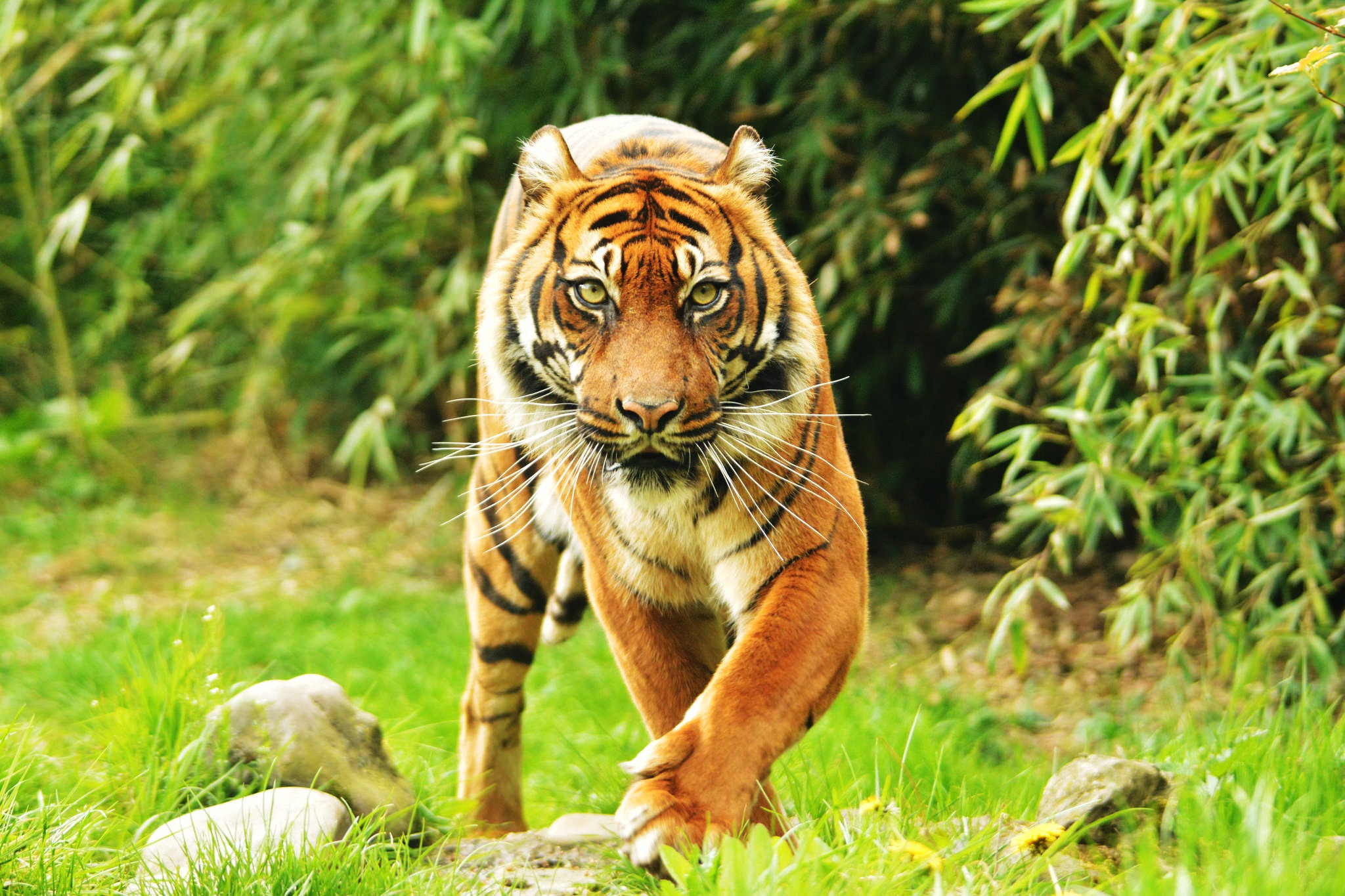 Baixar papel de parede para celular de Animais, Gatos, Tigre gratuito.