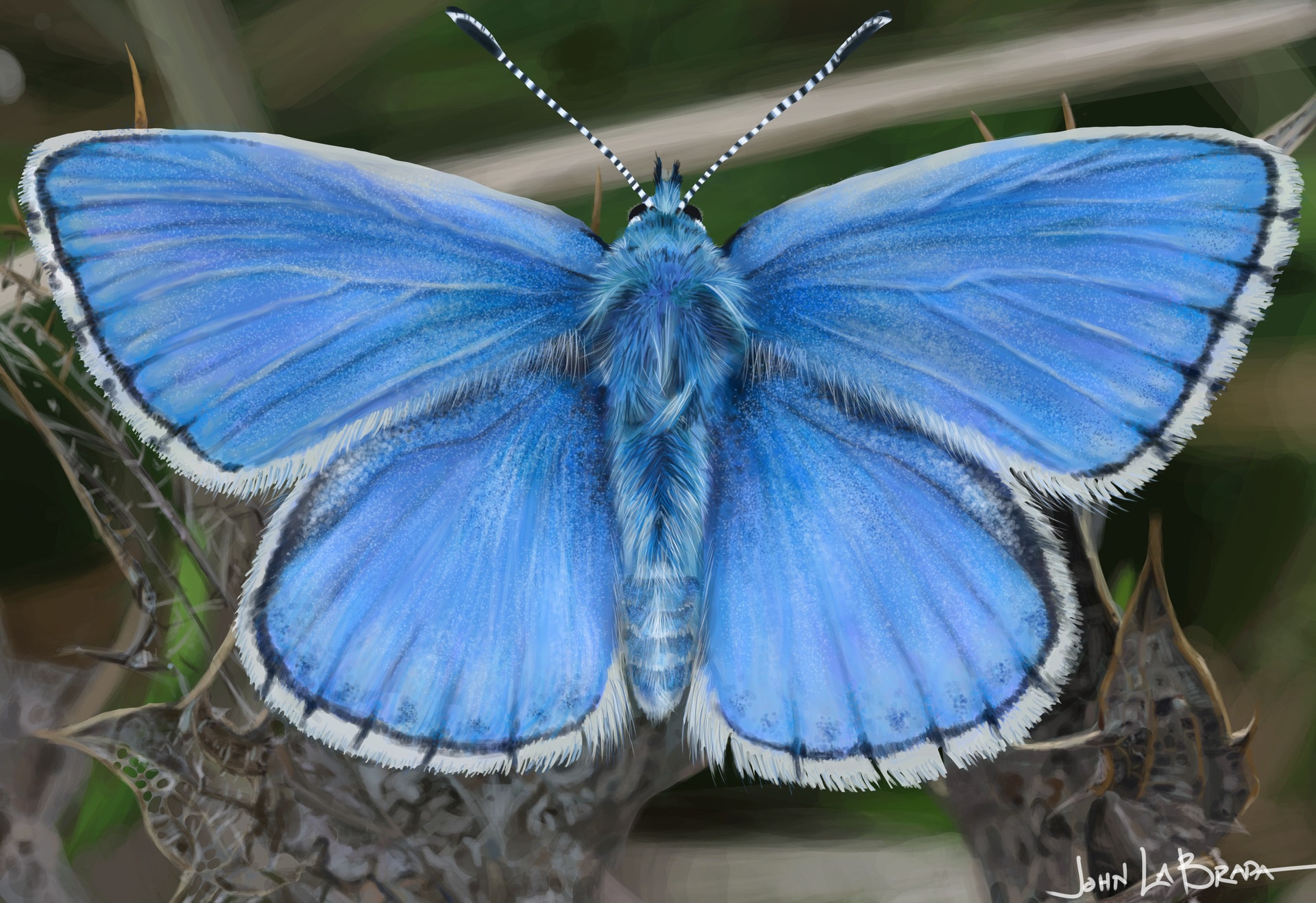 Завантажити шпалери безкоштовно Метелик, Художній картинка на робочий стіл ПК