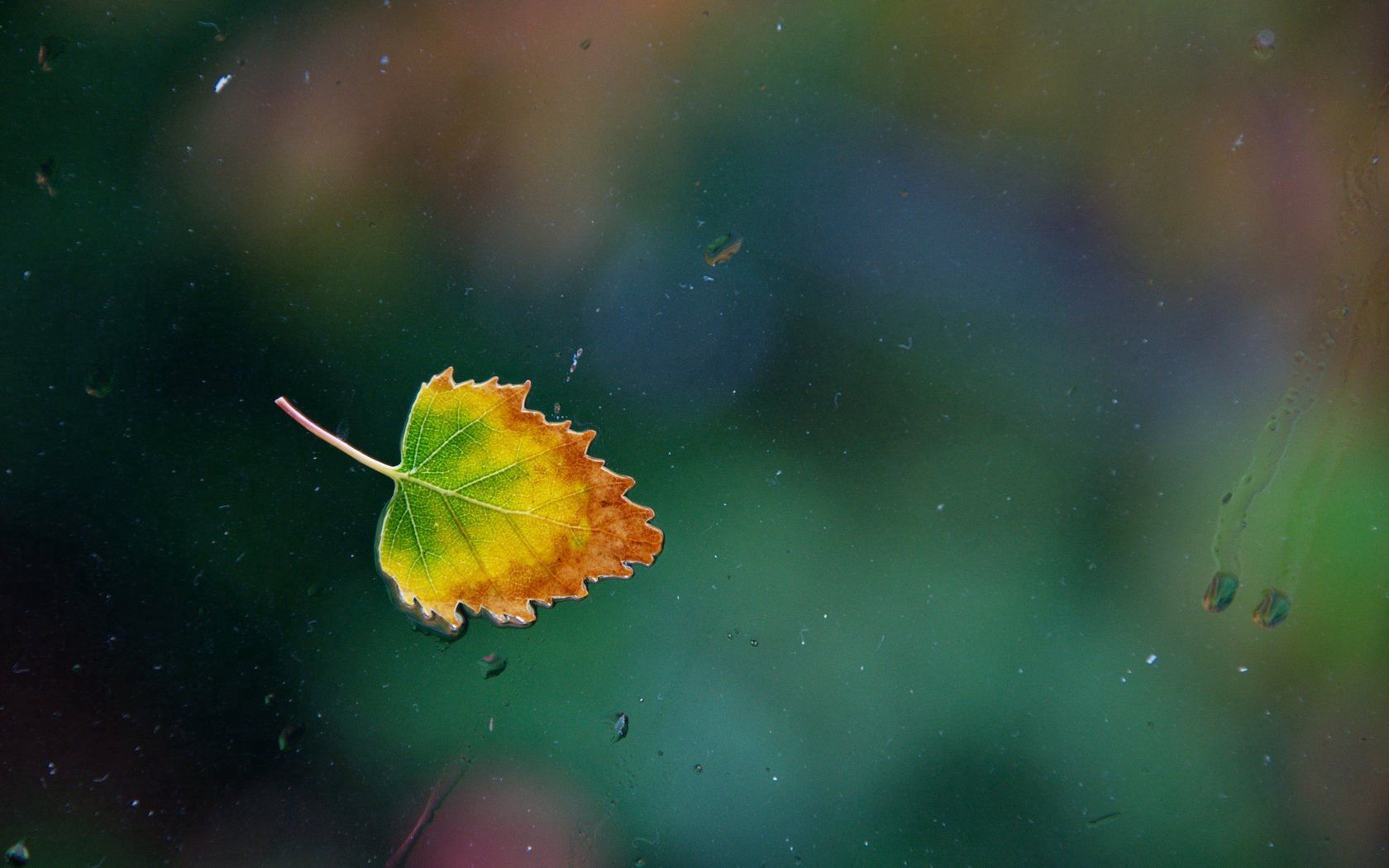 Download mobile wallpaper Autumn, Sheet, Window, Leaf, Macro, Glass for free.