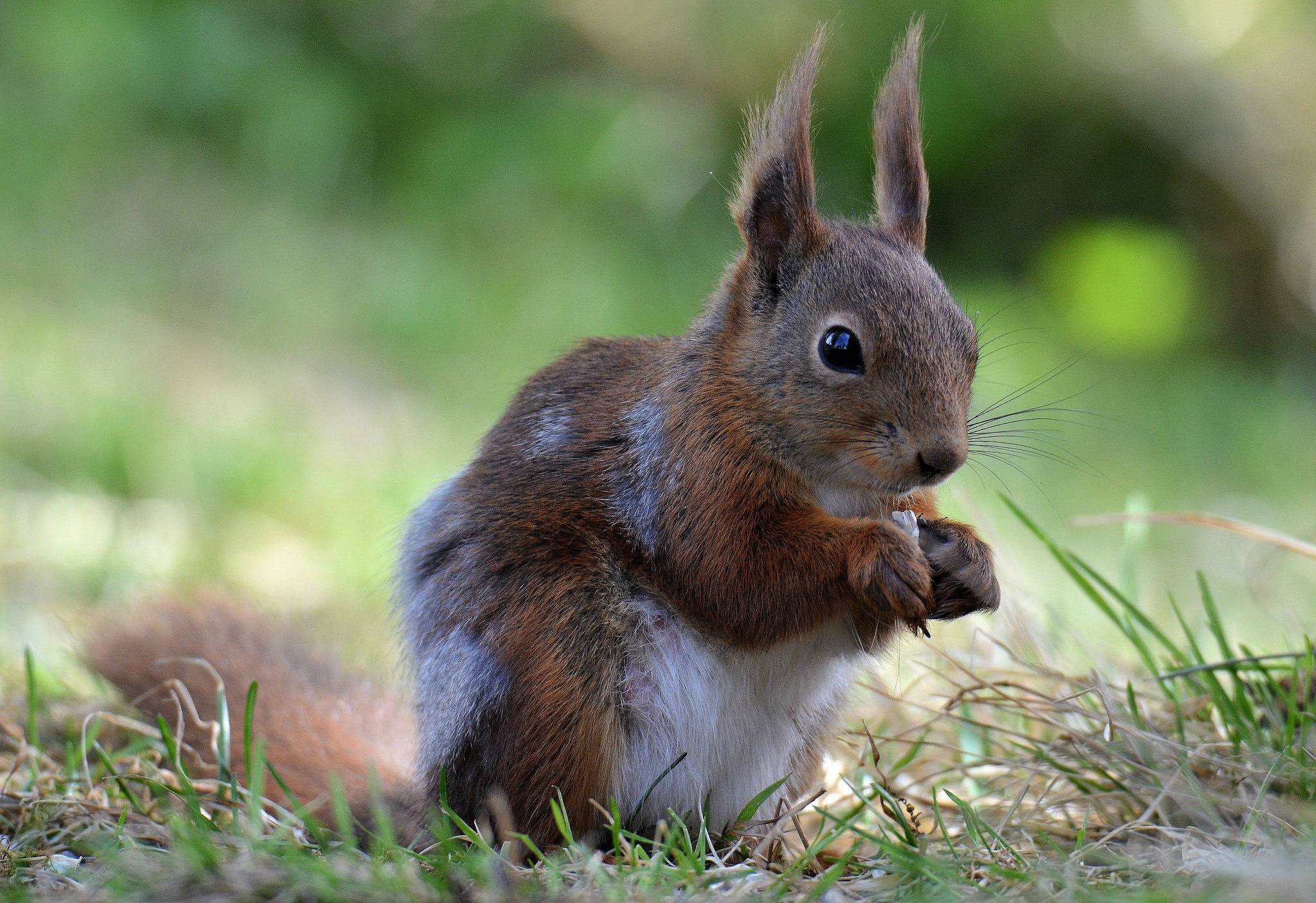 Download mobile wallpaper Squirrel, Animal, Rodent for free.