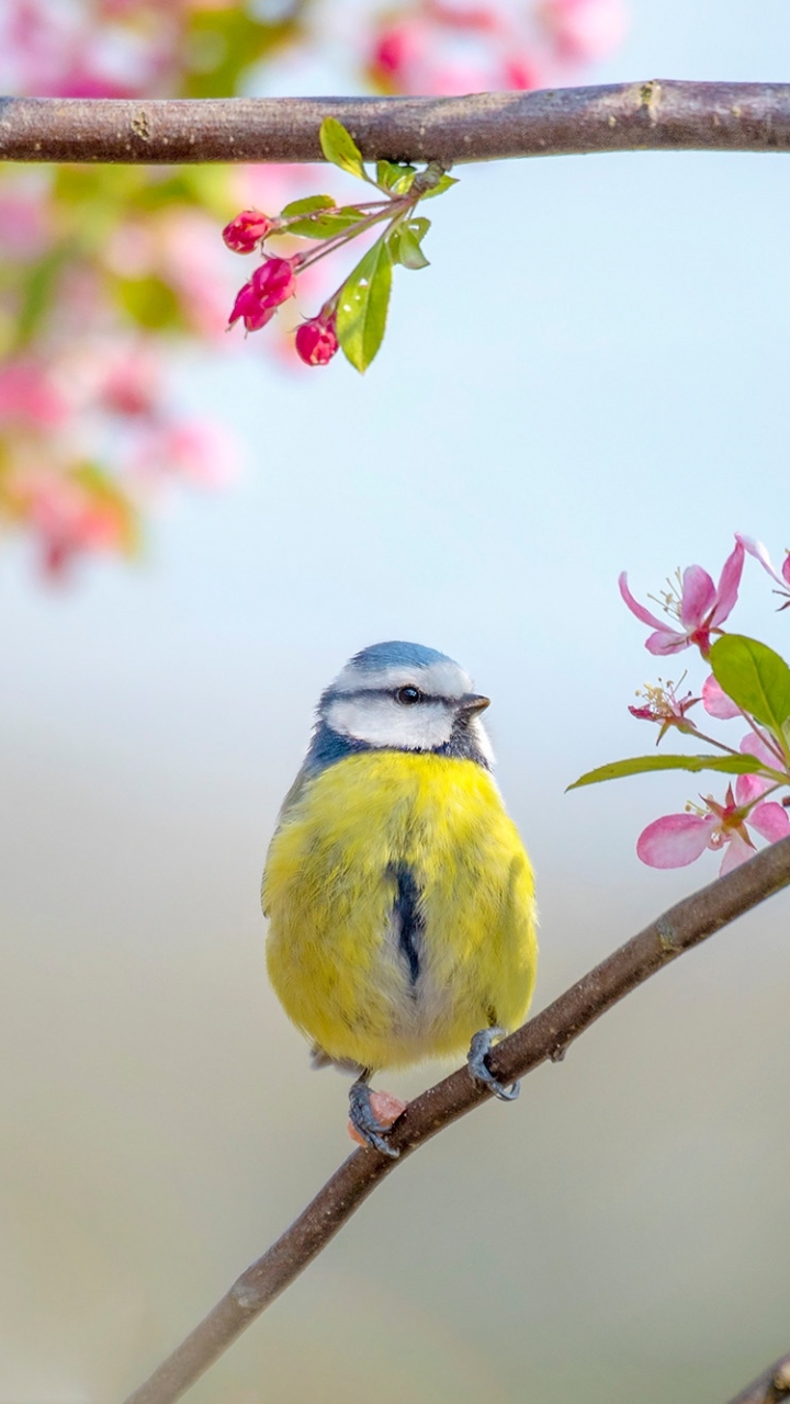 Download mobile wallpaper Birds, Flower, Bird, Animal, Spring, Titmouse, Blossom, Passerine for free.
