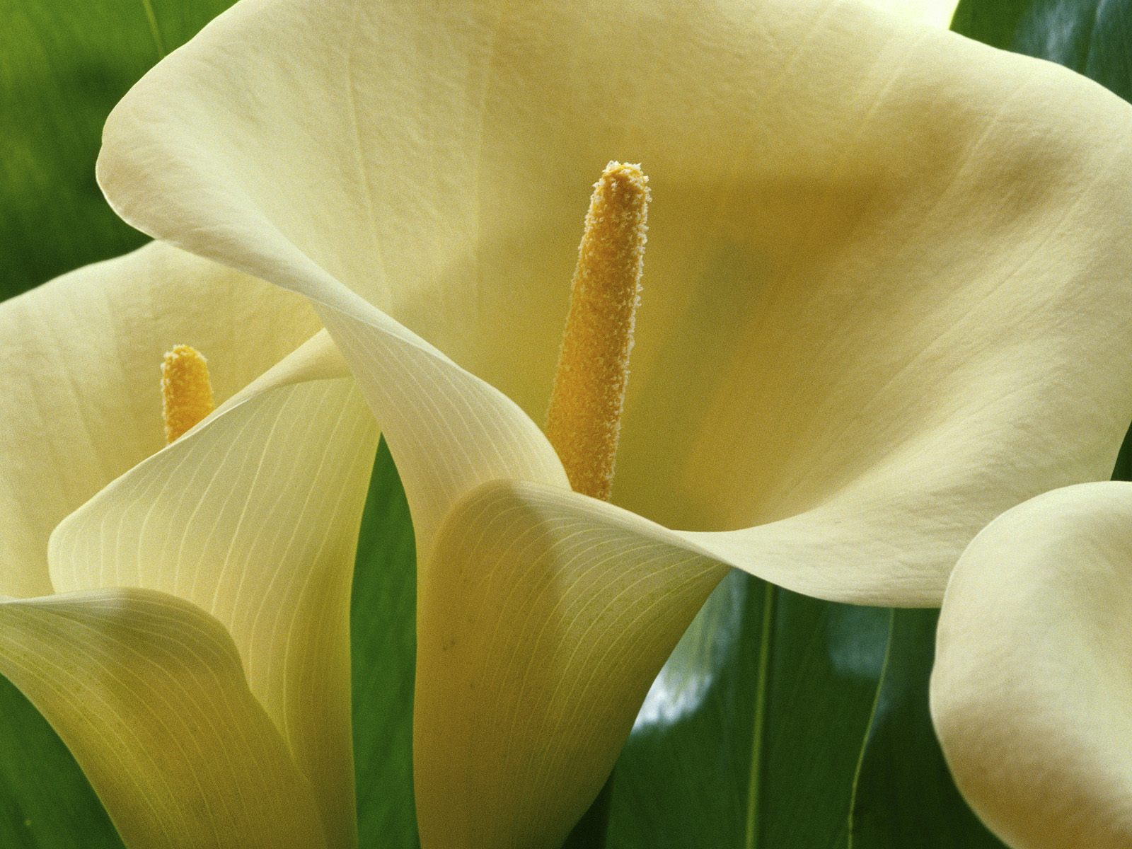 Laden Sie das Blumen, Blume, Nahansicht, Weiße Blume, Erde/natur, Calla Lilie-Bild kostenlos auf Ihren PC-Desktop herunter