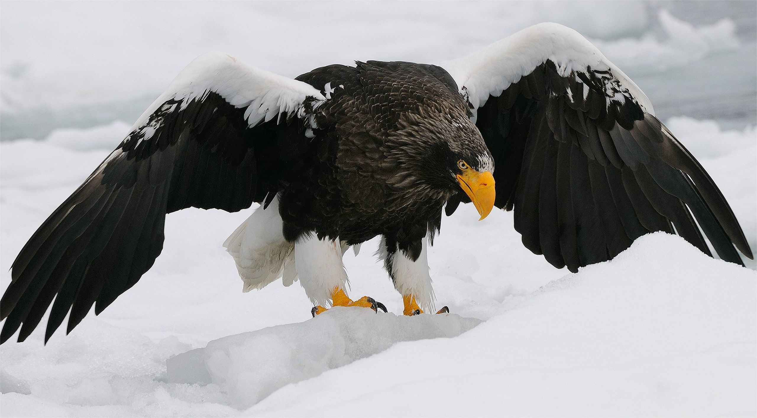 無料モバイル壁紙動物, 鳥, 雪, 鷲, 猛禽, オオワシをダウンロードします。