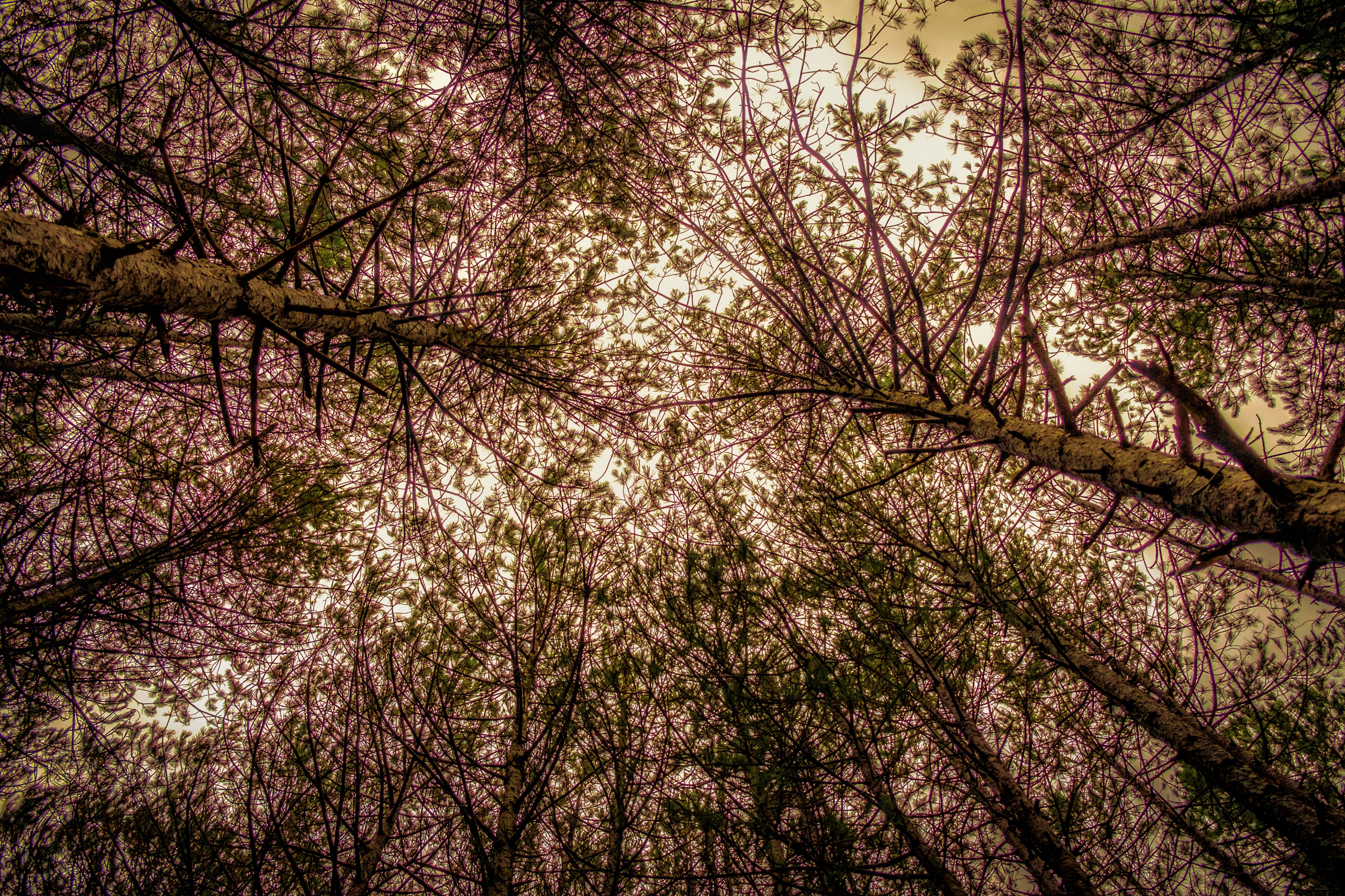 desktop Images trees, nature, sky, branches, bottom view
