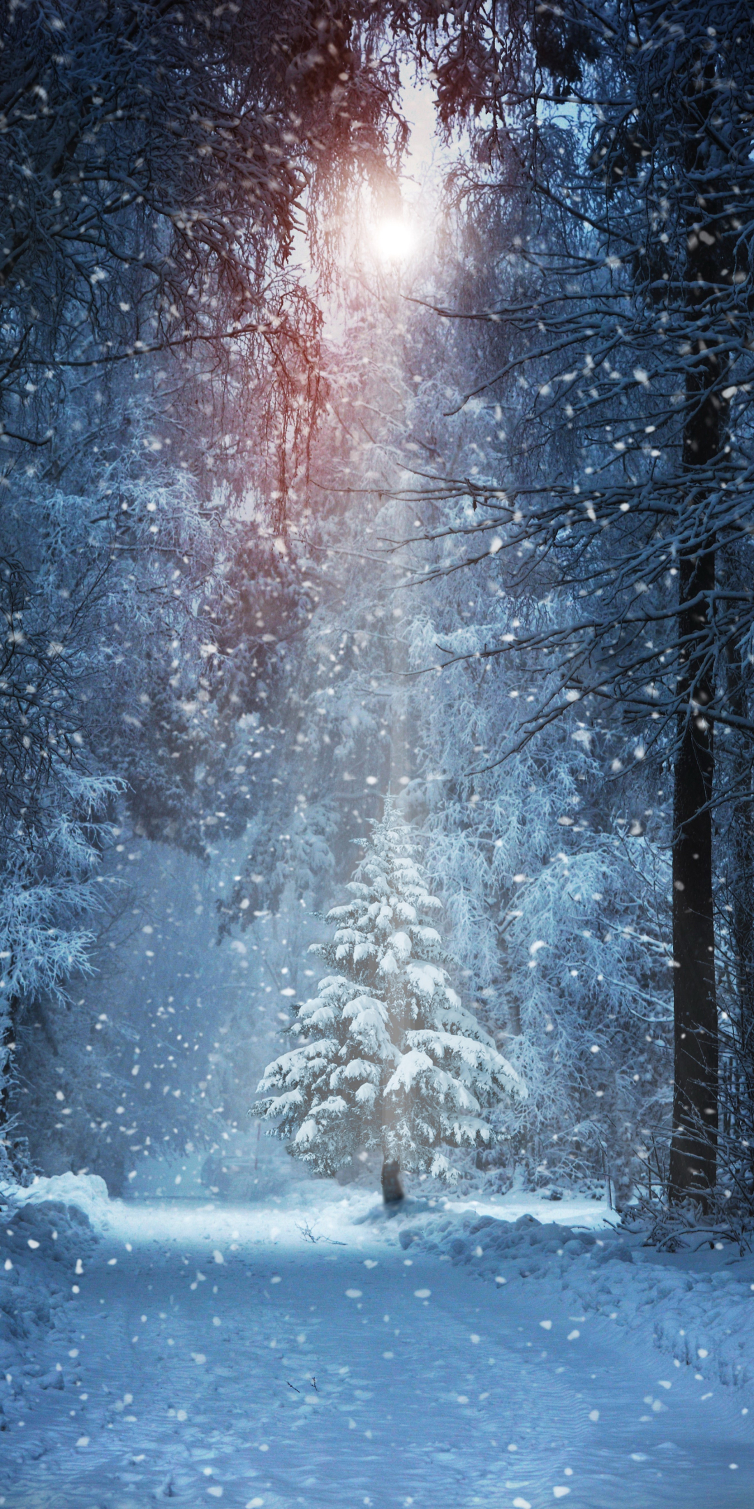 Baixar papel de parede para celular de Inverno, Neve, Floresta, Árvore, Queda De Neve, Terra/natureza gratuito.