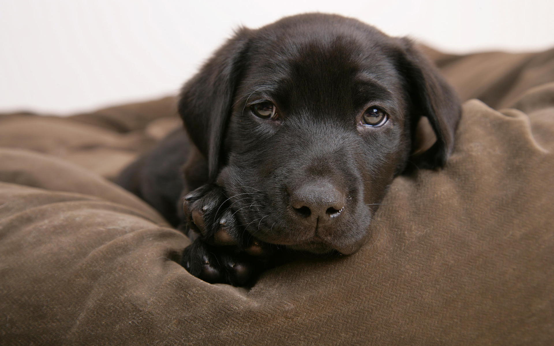 Descarga gratuita de fondo de pantalla para móvil de Animales, Perro, Labrador Retriever.