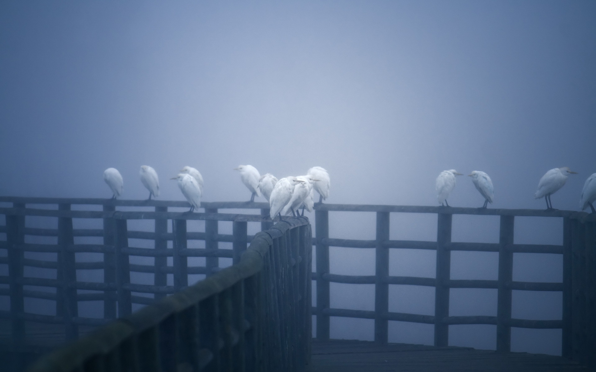 Laden Sie das Tiere, Vögel, Vogel-Bild kostenlos auf Ihren PC-Desktop herunter