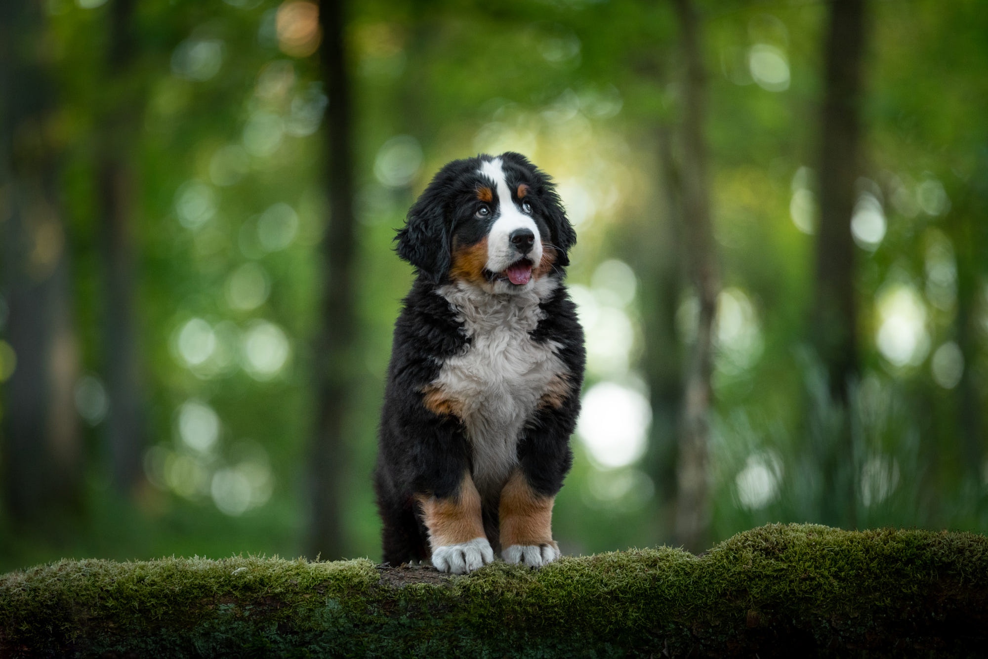 Download mobile wallpaper Dogs, Animal, Puppy, Bernese Mountain Dog, Baby Animal for free.