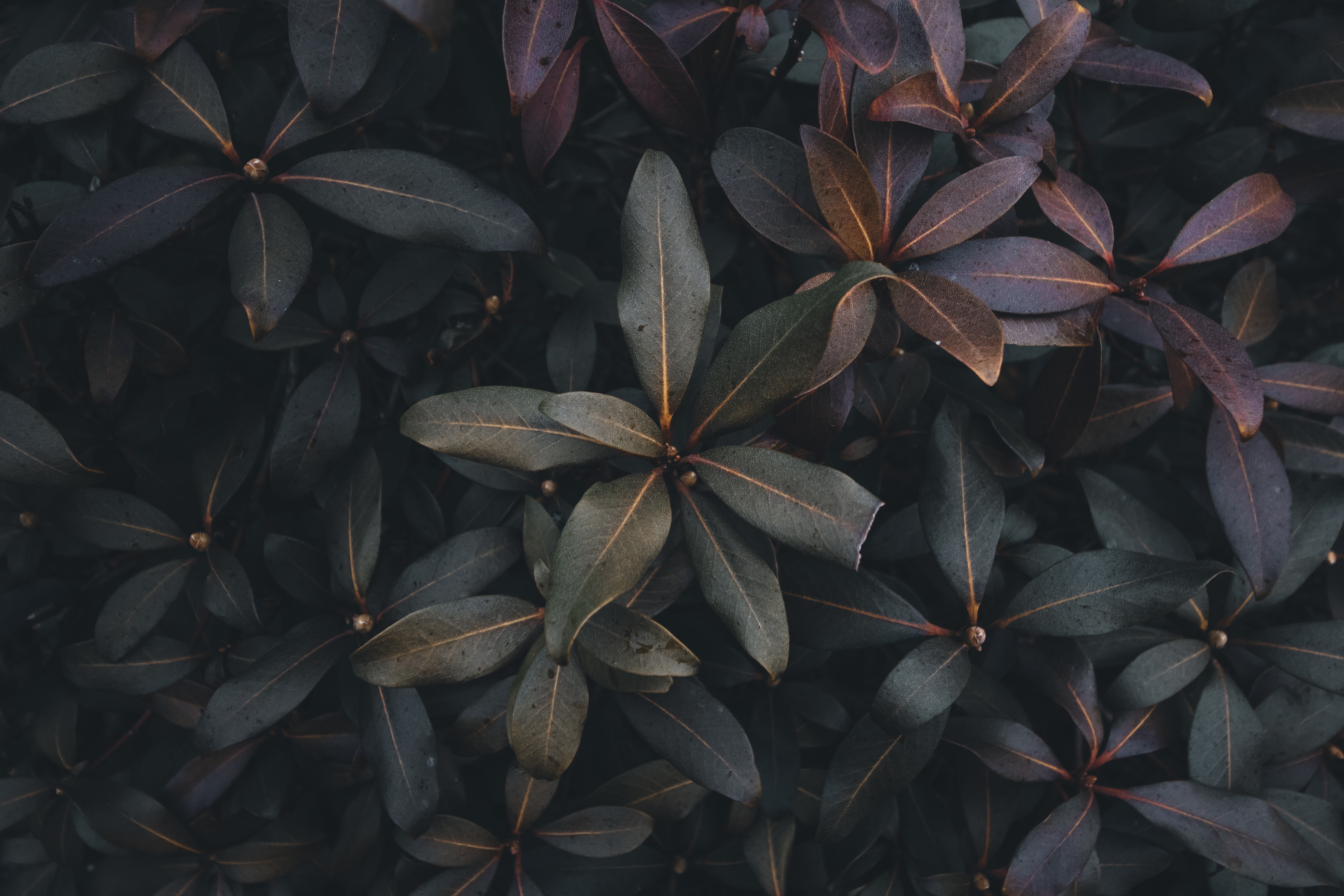 Laden Sie das Natur, Blätter, Bush, Busch, Dunkel, Pflanze-Bild kostenlos auf Ihren PC-Desktop herunter