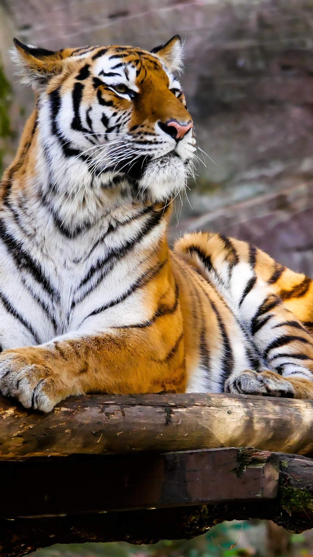 Скачати мобільні шпалери Тигр, Тварина, Коти, Зоопарк безкоштовно.