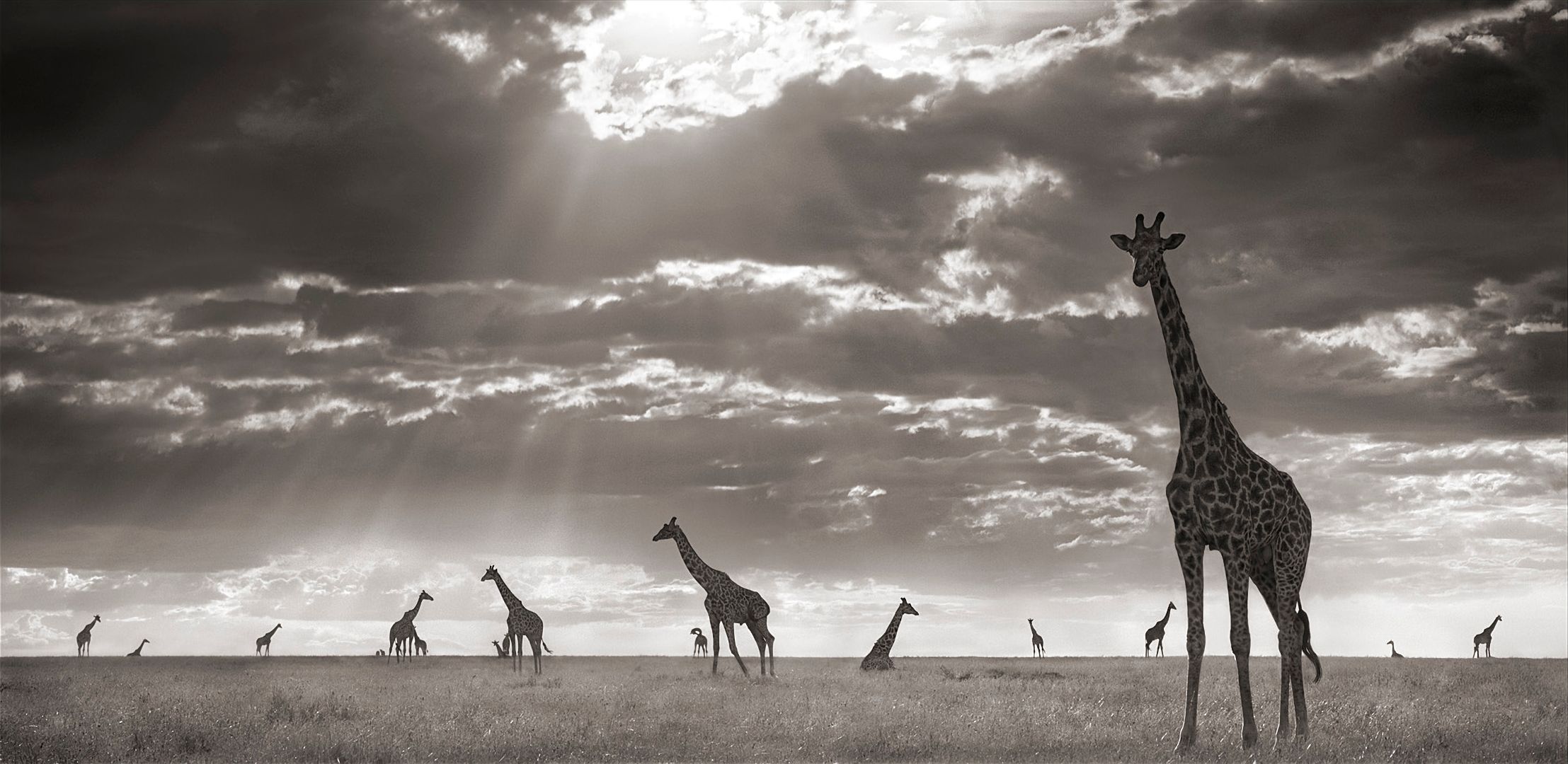 Handy-Wallpaper Tiere, Wolke, Giraffe, Sonnenstrahl kostenlos herunterladen.