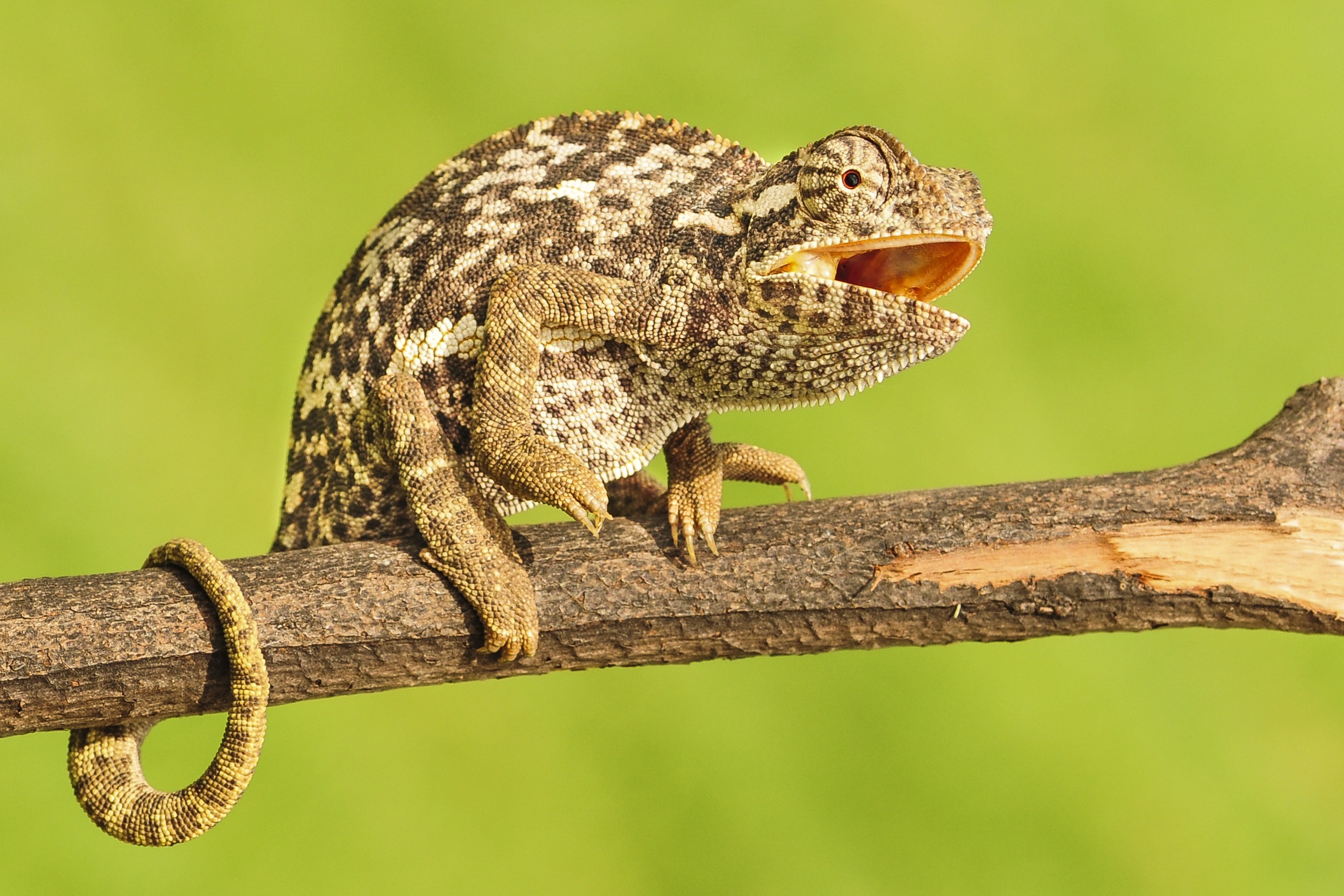 Laden Sie das Tiere, Eidechse, Reptil, Reptilien, Camelion-Bild kostenlos auf Ihren PC-Desktop herunter