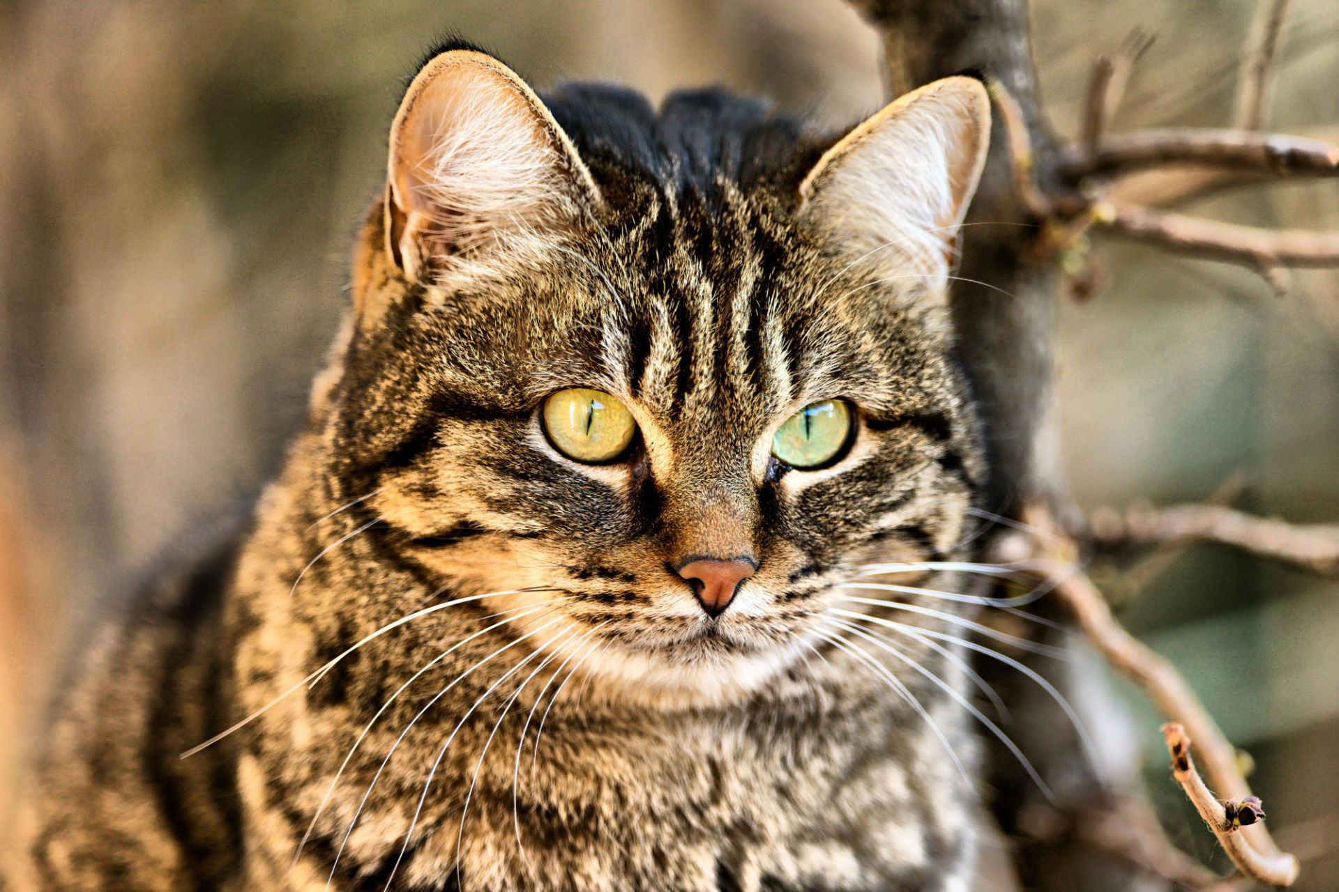 Baixe gratuitamente a imagem Gato, Gatos, Animais na área de trabalho do seu PC