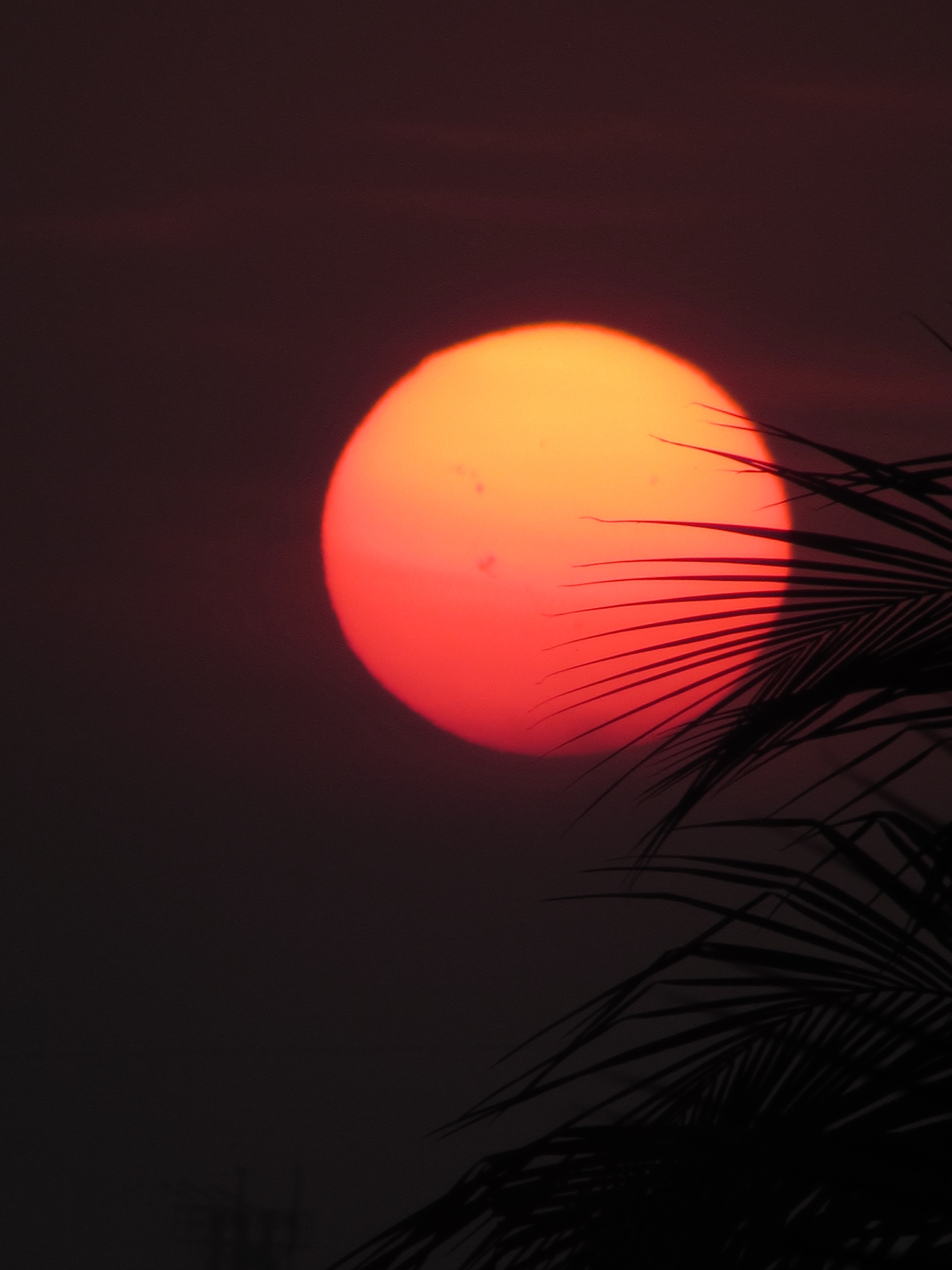 sun, sunset, leaves, red, dark, palm mobile wallpaper
