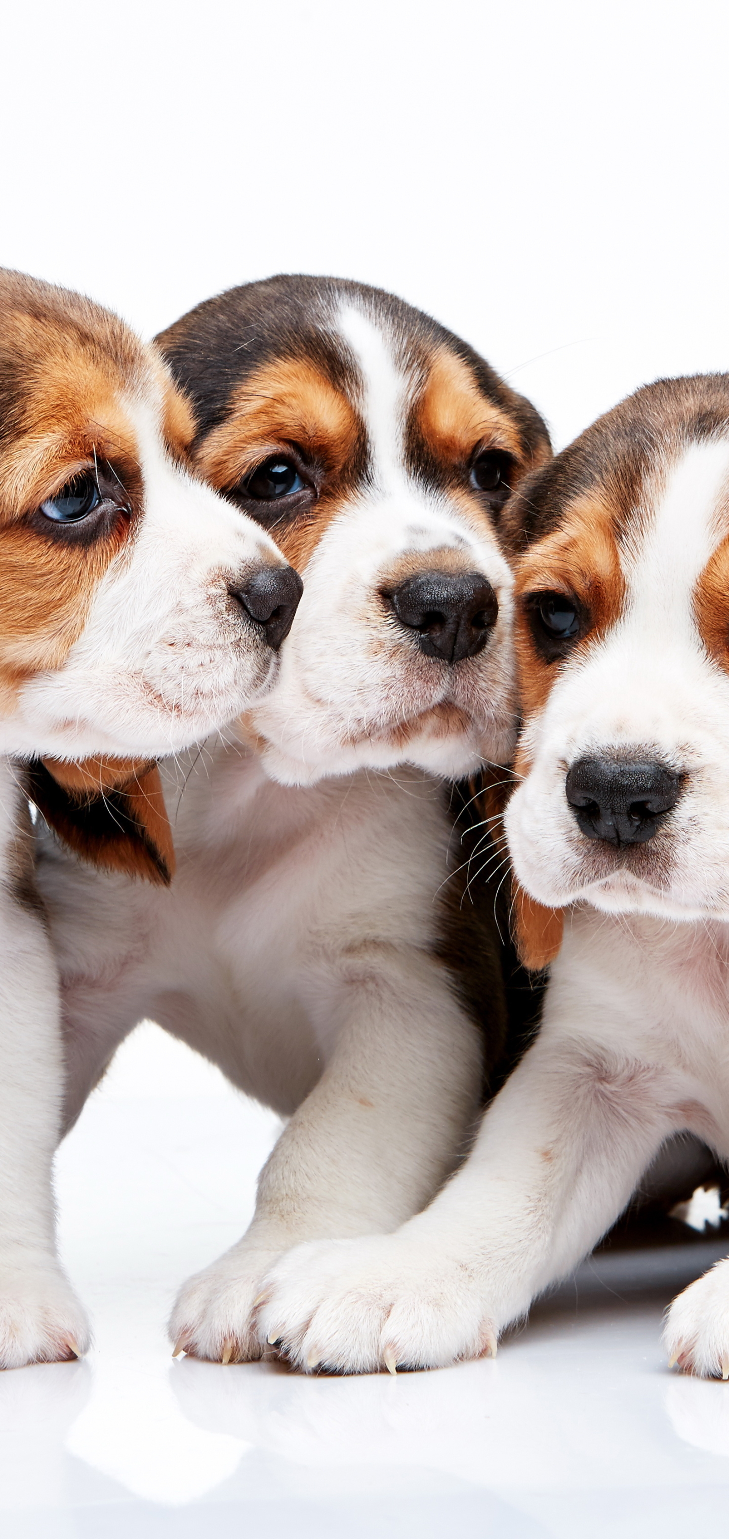 Descarga gratis la imagen Animales, Perros, Beagle en el escritorio de tu PC