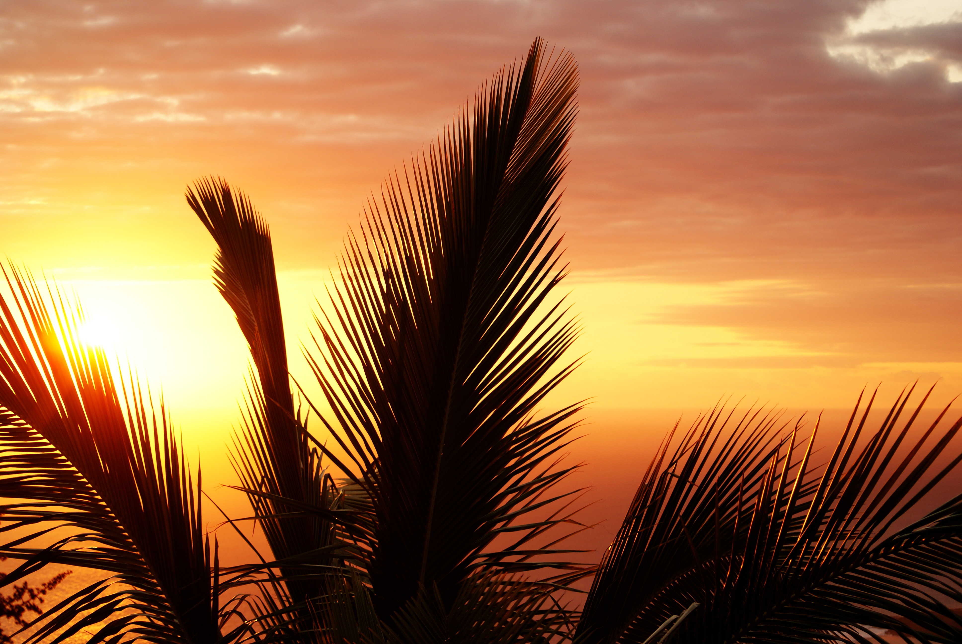 Free download wallpaper Nature, Sunset, Sky, Palm, Branches, Branch on your PC desktop
