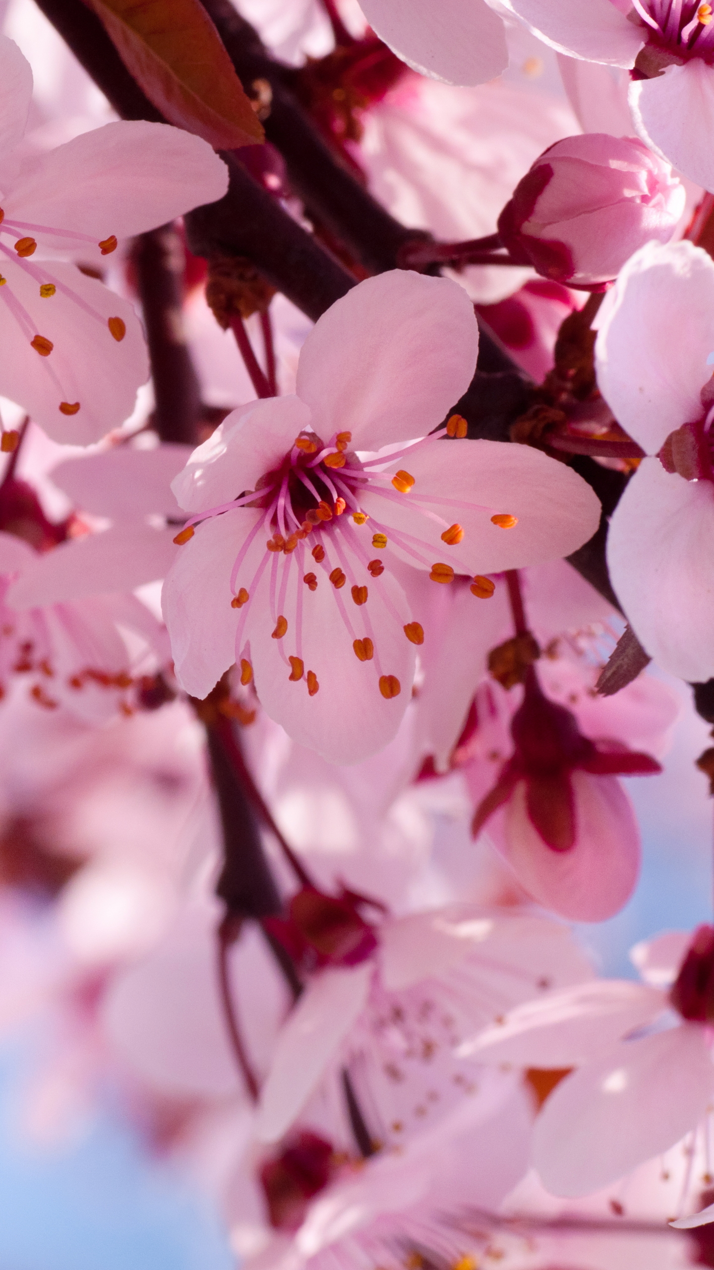 Free download wallpaper Flowers, Earth, Blossom on your PC desktop