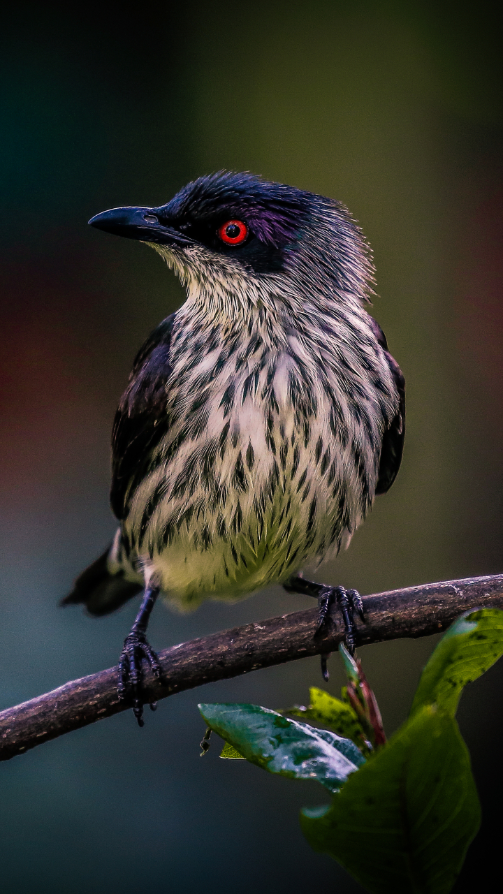 Descarga gratuita de fondo de pantalla para móvil de Animales, Rama, Aves, Ave.