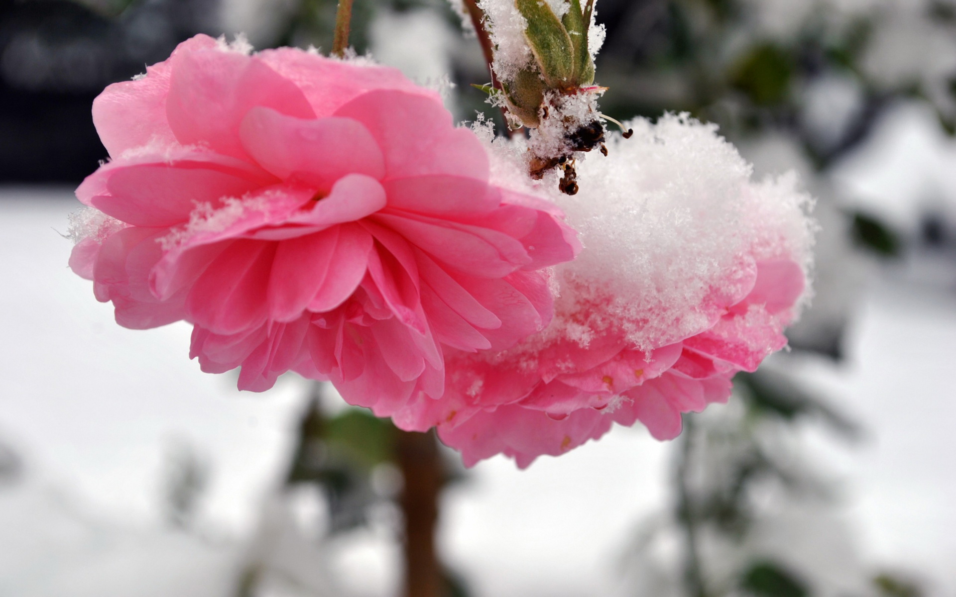 Laden Sie das Blume, Erde/natur-Bild kostenlos auf Ihren PC-Desktop herunter