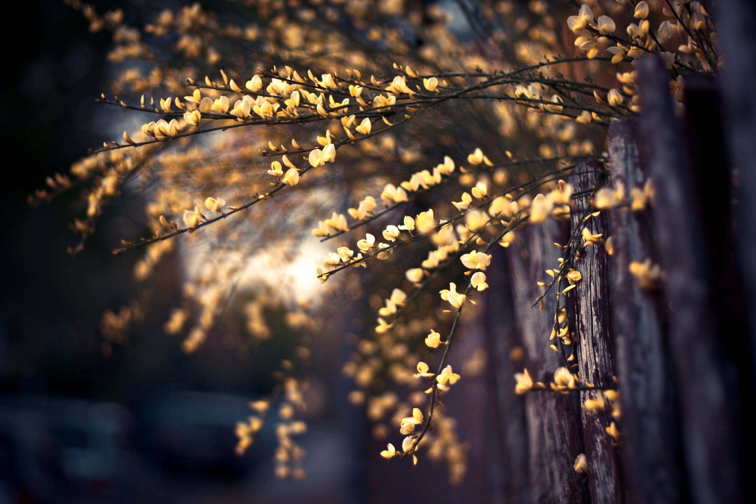 Free download wallpaper Flowers, Earth, Blossom on your PC desktop