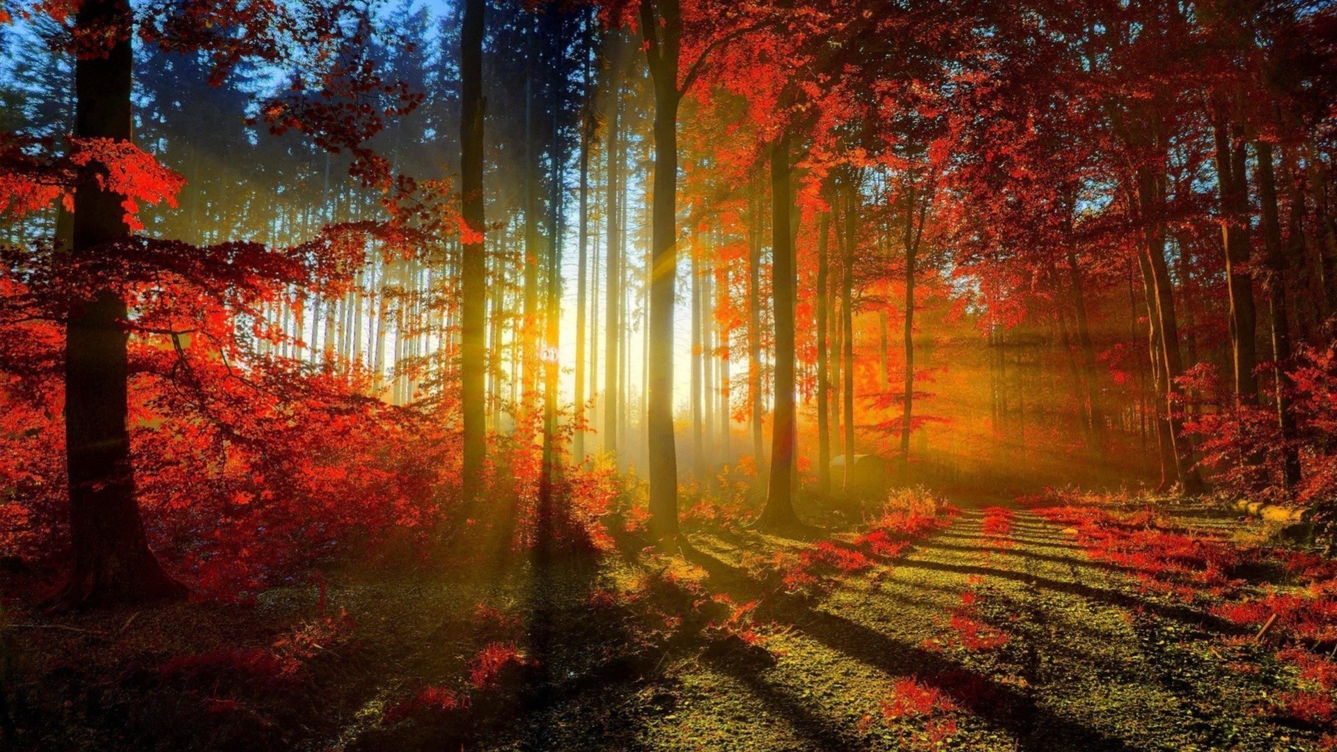 Download mobile wallpaper Forest, Fall, Earth, Sunbeam for free.