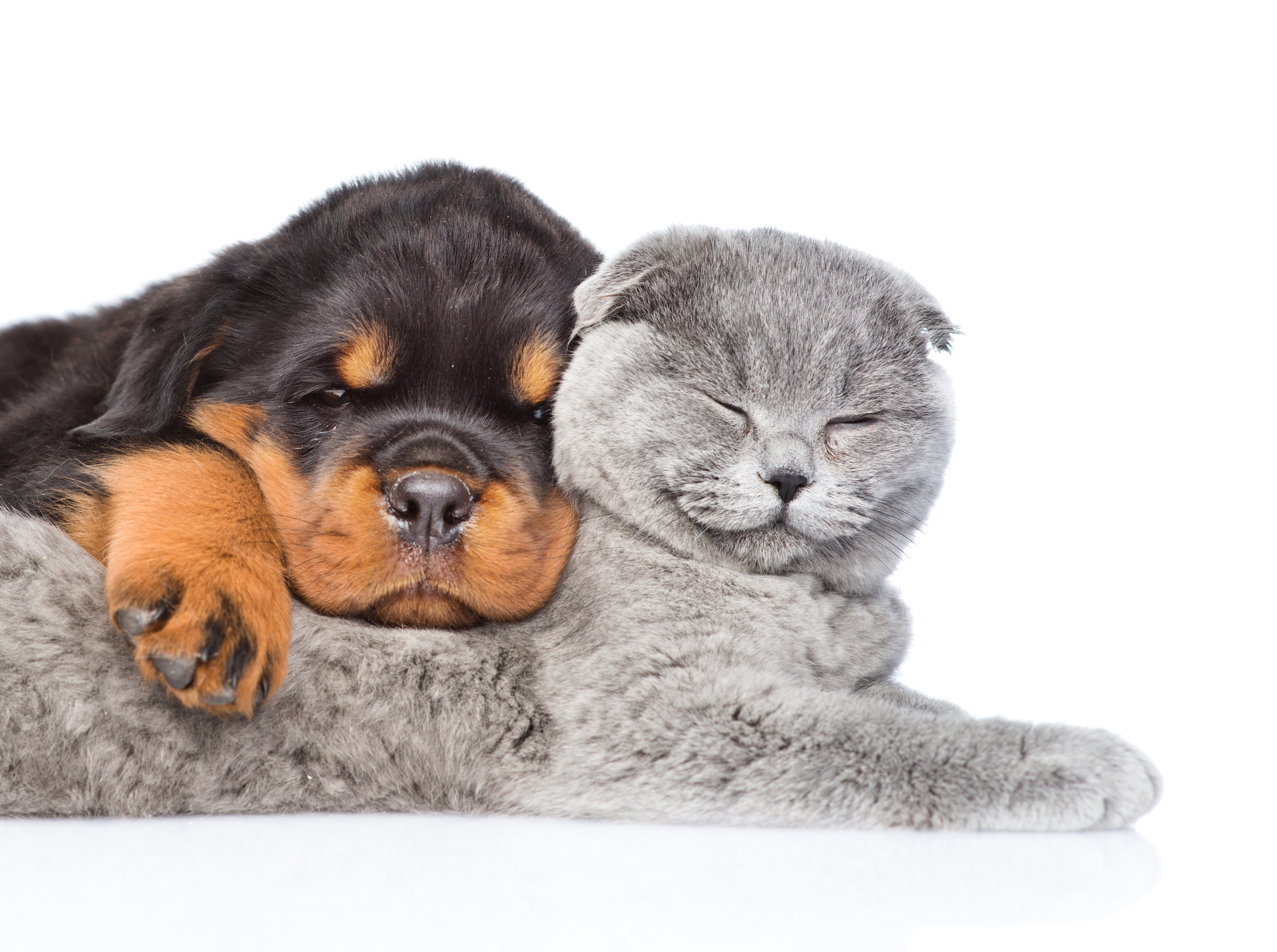 Laden Sie das Tiere, Katze, Hund, Süß, Welpen, Rottweiler, Katz & Hund-Bild kostenlos auf Ihren PC-Desktop herunter
