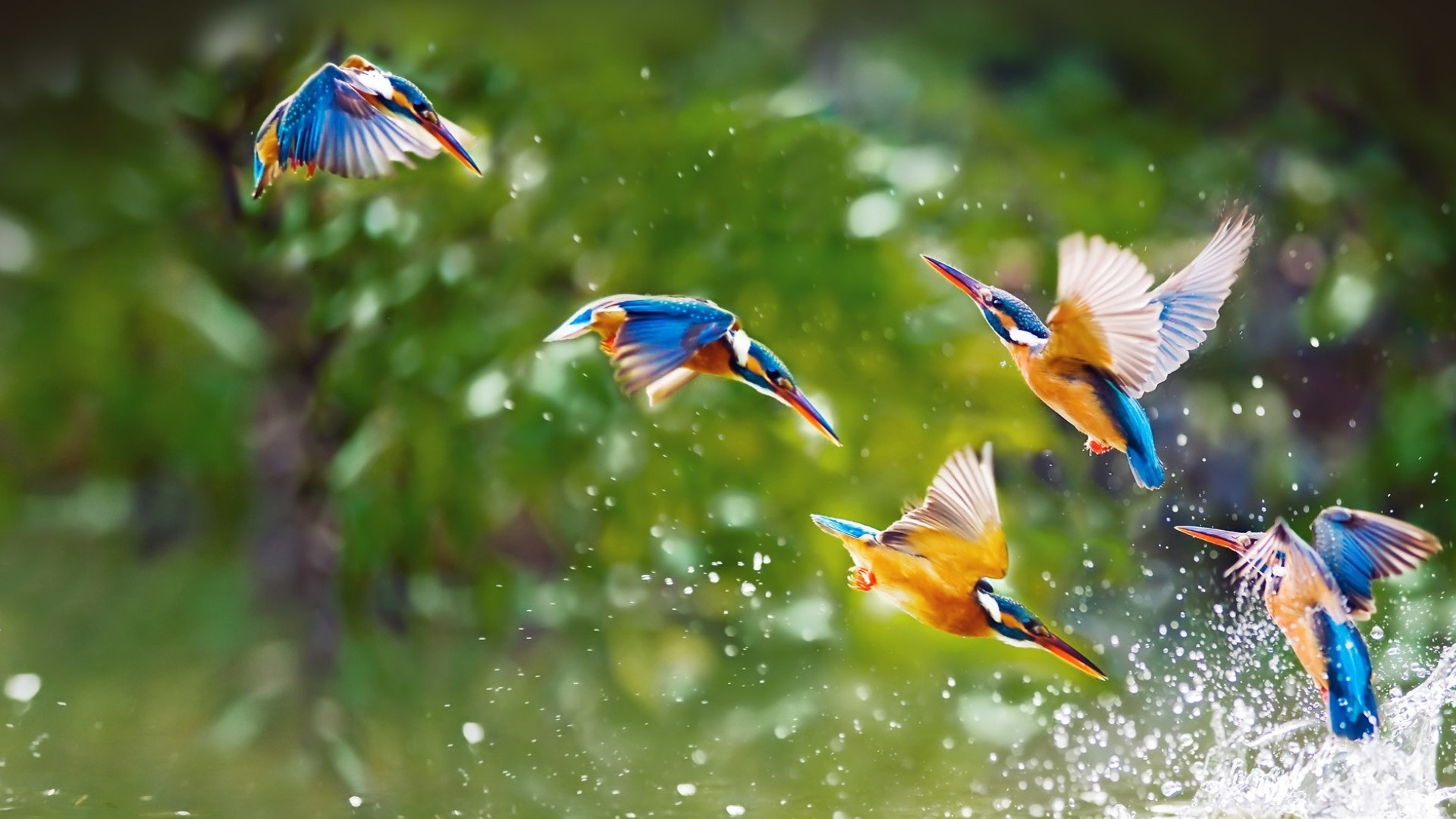 kingfisher, flight, animal, bird, steep dive, birds