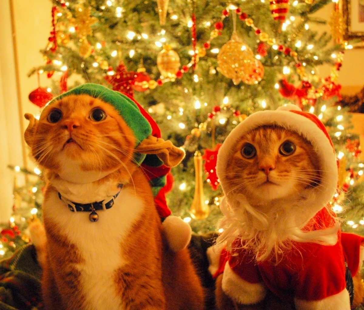 Handy-Wallpaper Humor, Feiertage, Weihnachten, Katze, Weihnachtsschmuck, Weihnachtsbaum, Weihnachtsmütze kostenlos herunterladen.