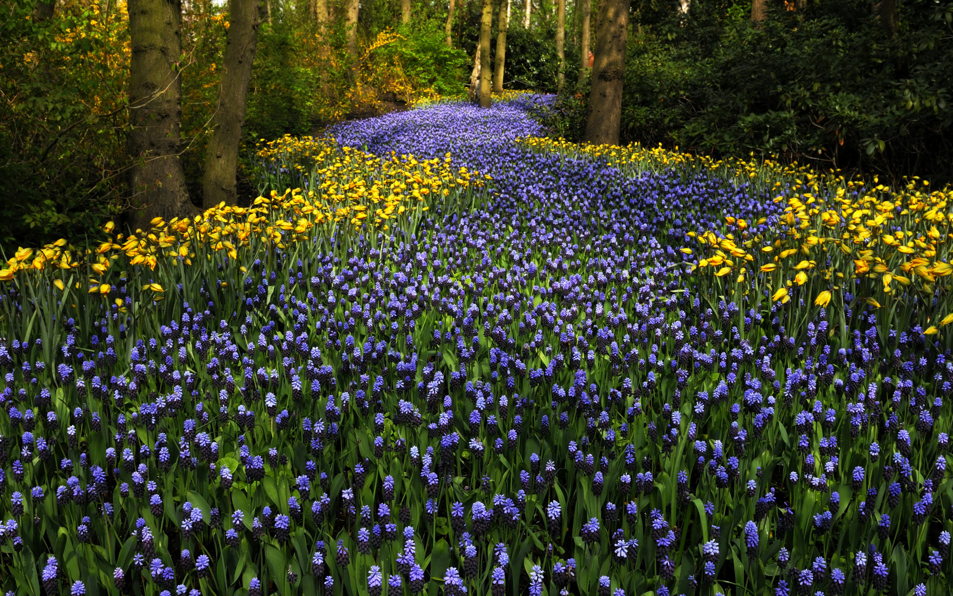 379180 завантажити картинку земля, квітка, гіацинт, природа, нідерланди, парк, фіолетова квітка, тюльпан, жовта квітка, флауерзи - шпалери і заставки безкоштовно