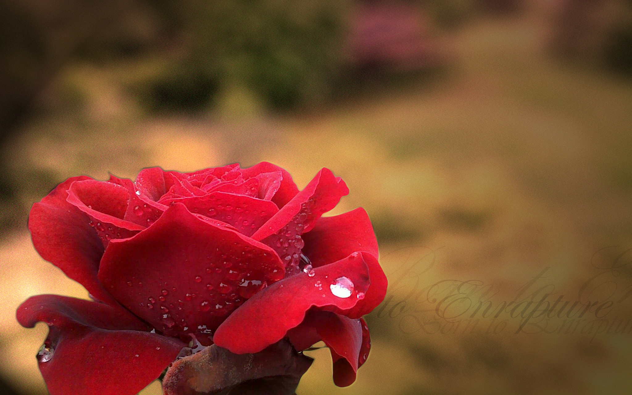 Скачать картинку Цветок, Роза, Земля/природа, Флауэрсы в телефон бесплатно.
