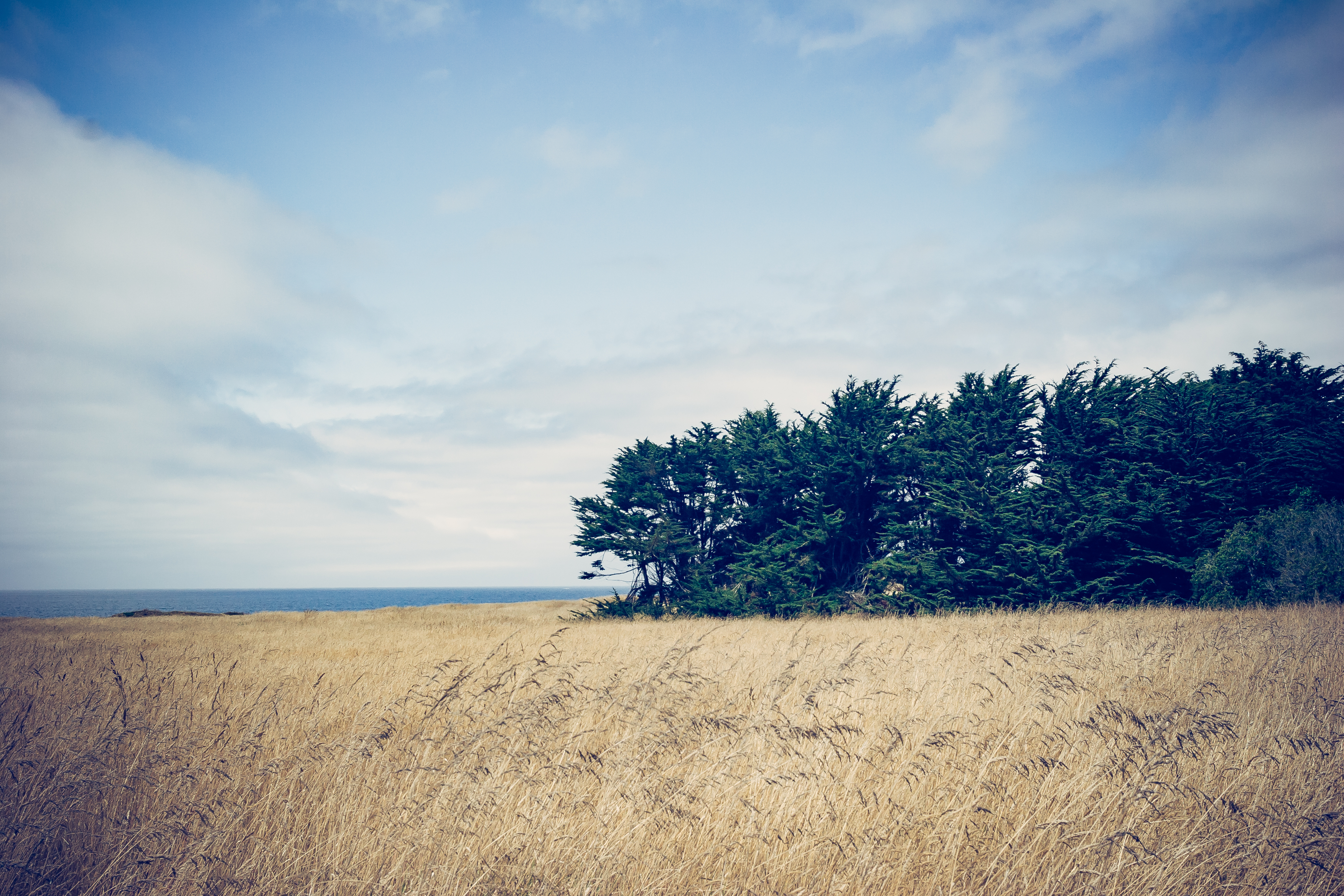 Download mobile wallpaper Grass, Field, Trees, Wind, Nature for free.