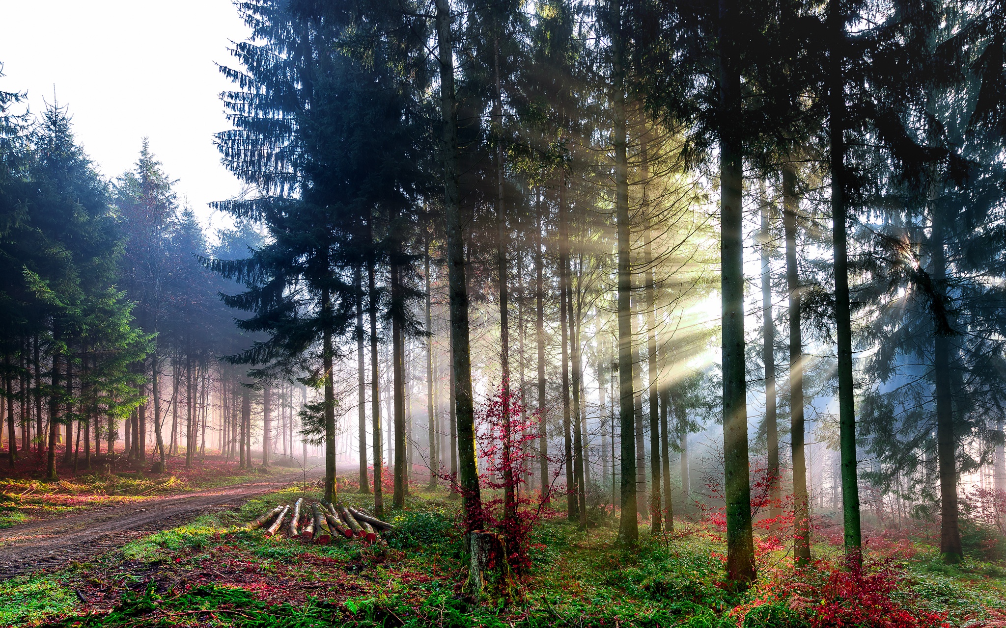 Handy-Wallpaper Natur, Wald, Baum, Sonnenstrahl, Erde/natur kostenlos herunterladen.