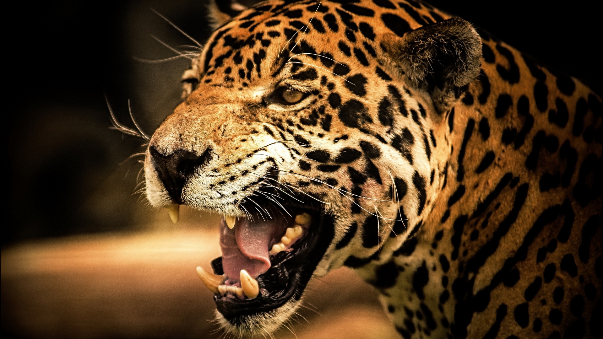 Laden Sie das Tiere, Leopard-Bild kostenlos auf Ihren PC-Desktop herunter