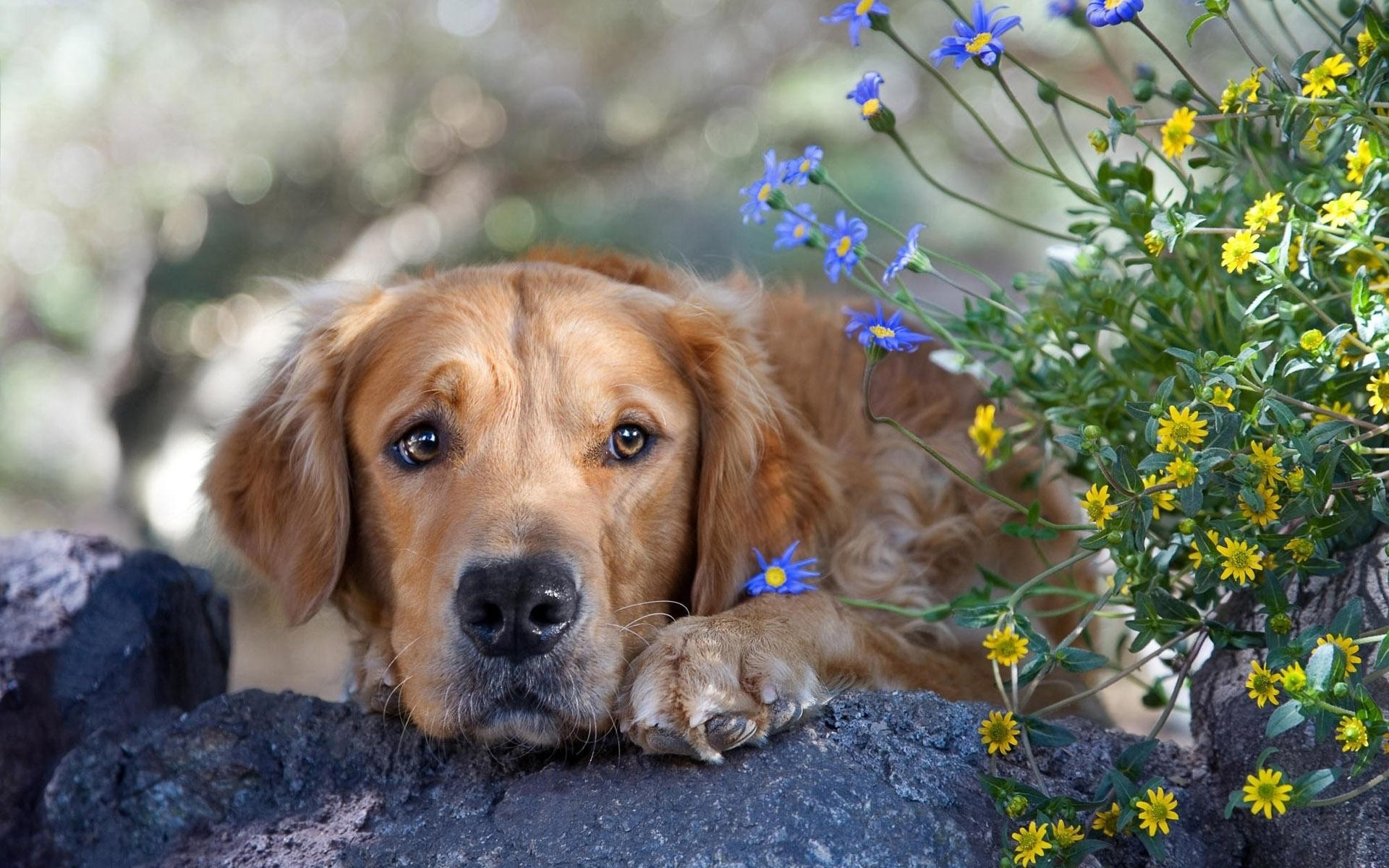 Handy-Wallpaper Hunde, Hund, Tiere kostenlos herunterladen.