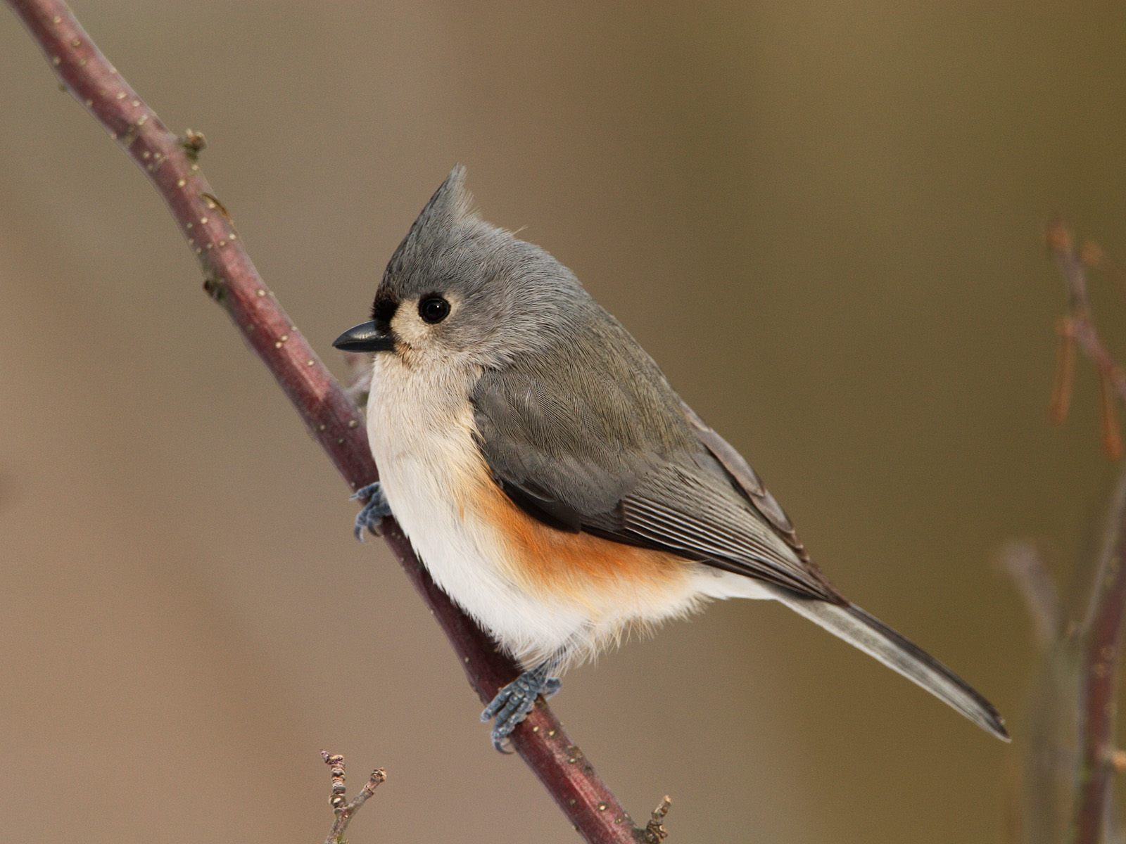 Baixar papel de parede para celular de Pássaro, Aves, Animais gratuito.