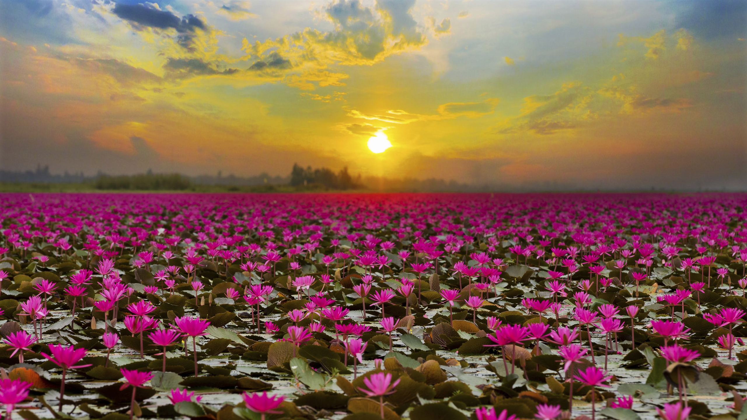 Download mobile wallpaper Flowers, Sunset, Lotus, Flower, Earth, Pink Flower for free.