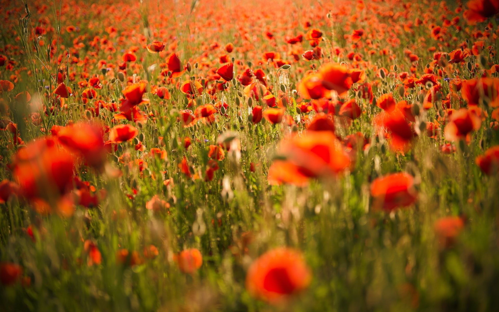 Handy-Wallpaper Mohn, Blumen, Blume, Erde/natur kostenlos herunterladen.