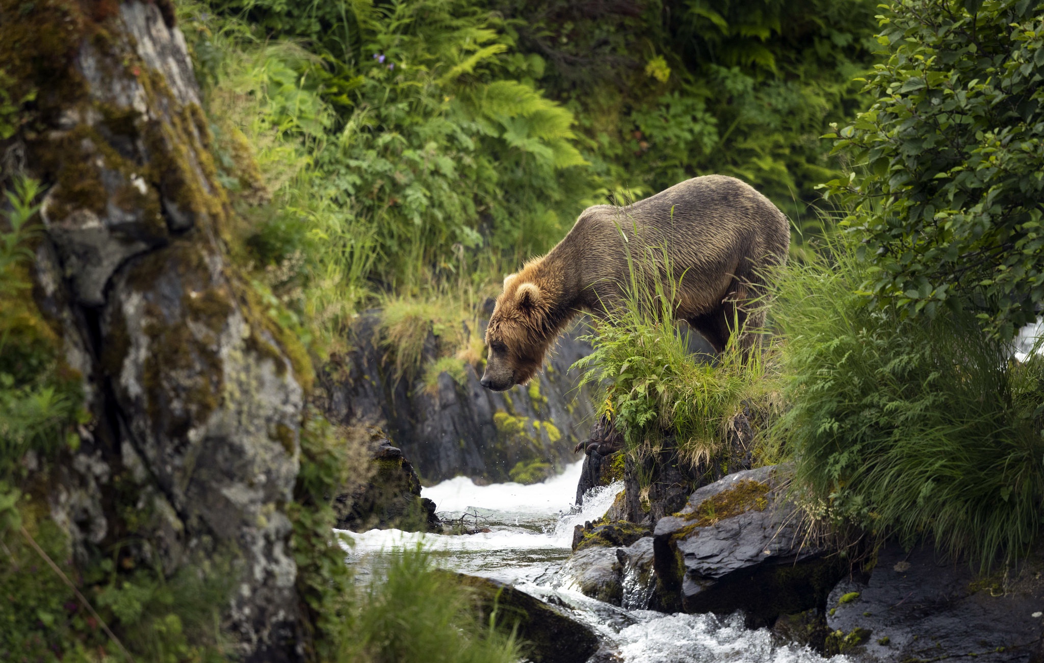 Laden Sie das Tiere, Bären, Bär, Strom-Bild kostenlos auf Ihren PC-Desktop herunter