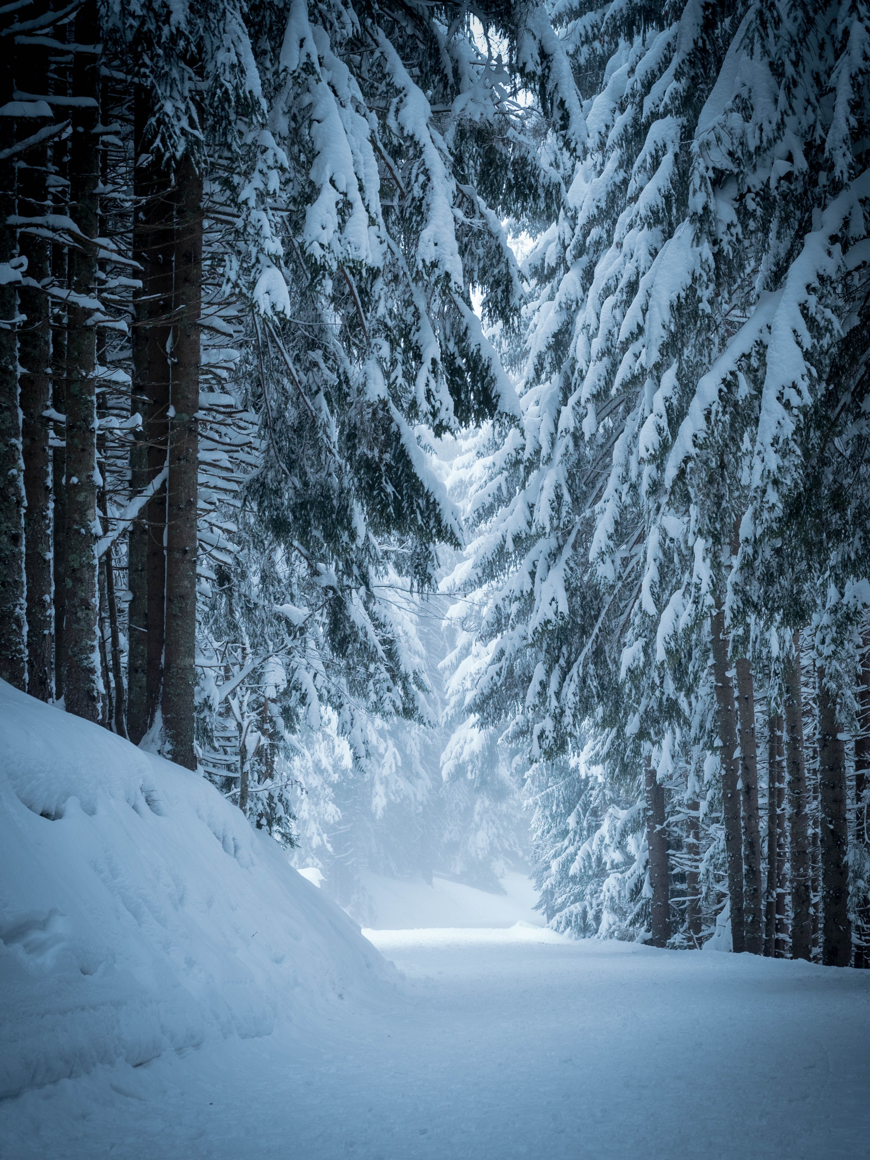Download mobile wallpaper Pine, Trees, Forest, Snow, Nature, Winter for free.