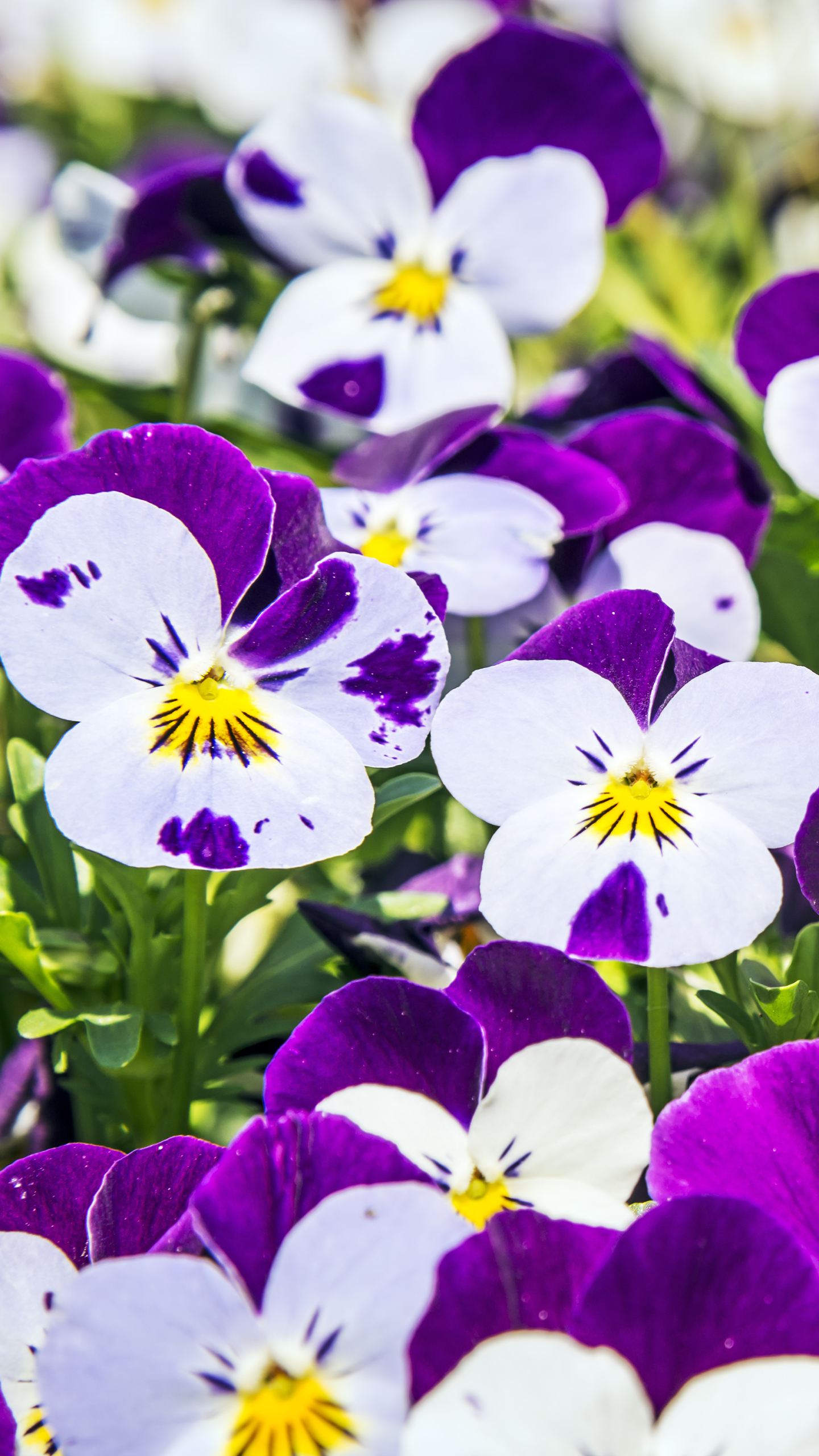 Descarga gratuita de fondo de pantalla para móvil de Flores, Flor, Tierra, Flor Blanca, Flor Purpura, Tierra/naturaleza, Viola × Wittrockiana.