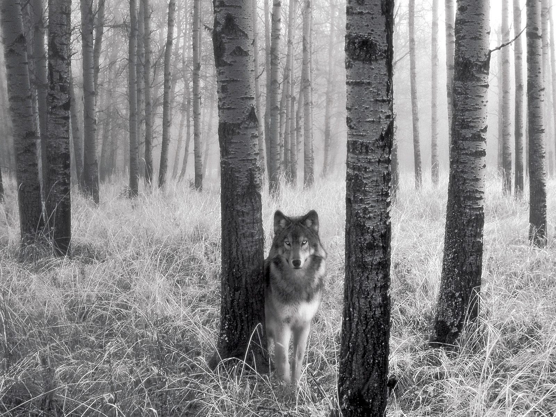 Téléchargez des papiers peints mobile Wolves, Loup, Animaux gratuitement.