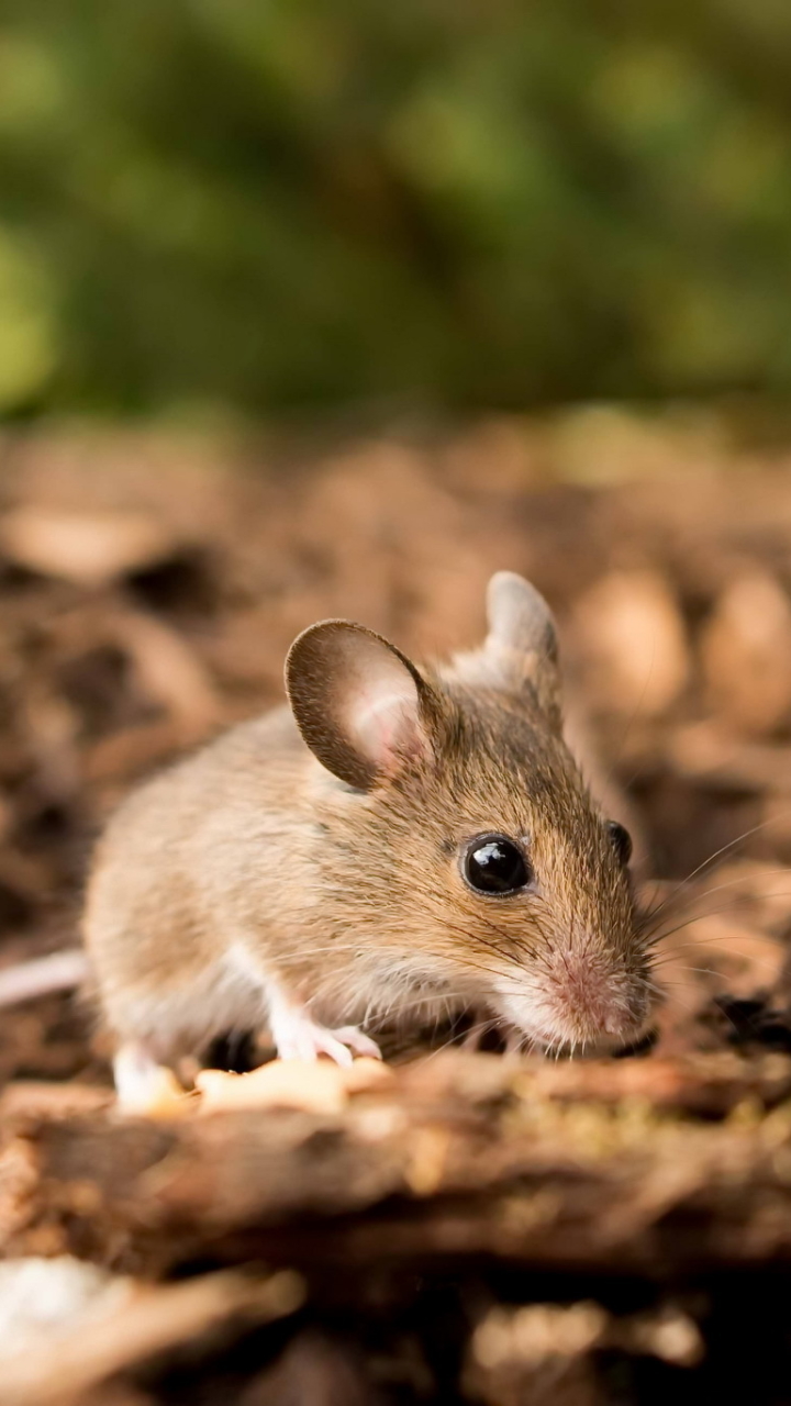 Download mobile wallpaper Close Up, Animal, Mouse, Rodent for free.