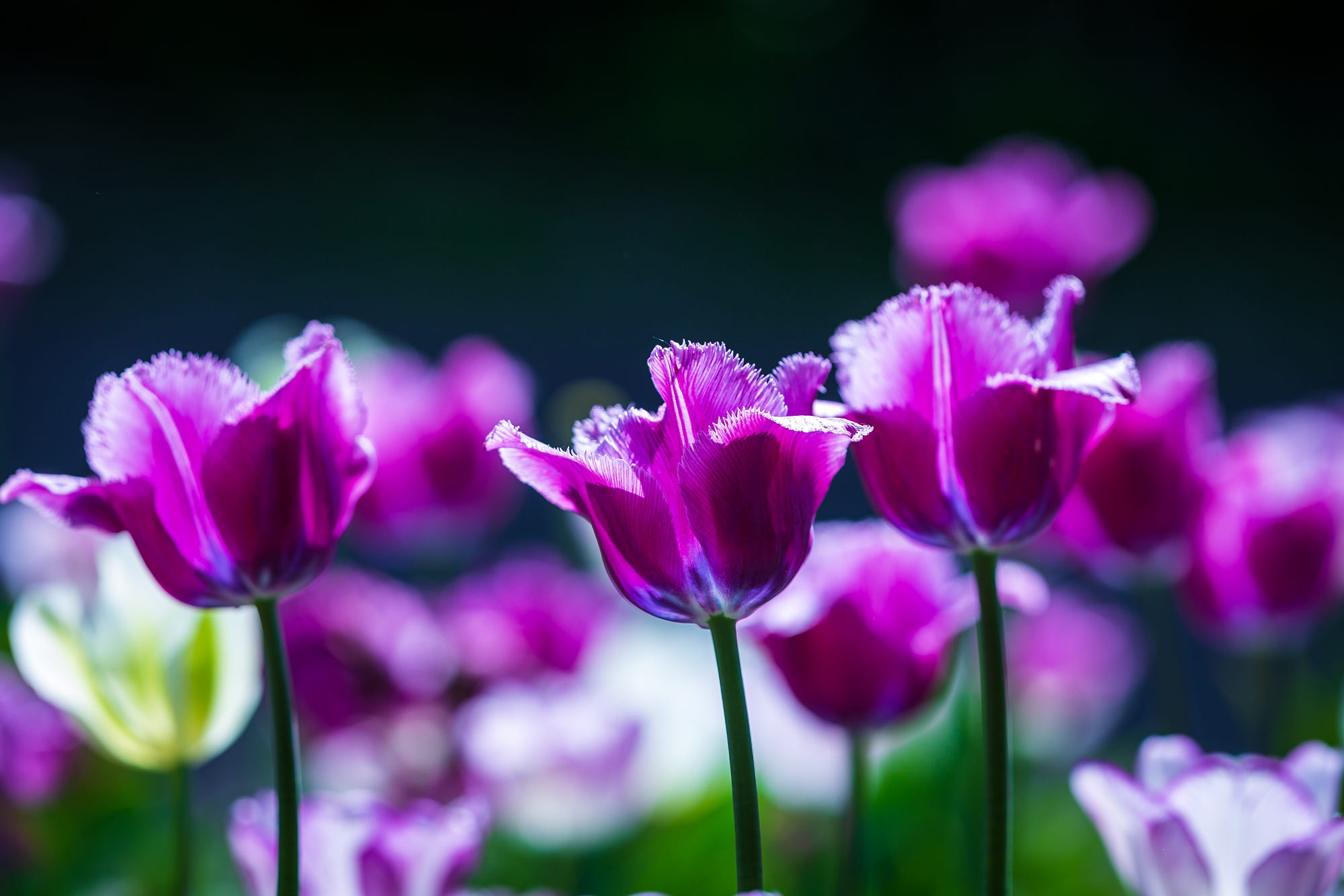 Скачать обои бесплатно Цветок, Тюльпан, Фиолетовый Цветок, Земля/природа, Флауэрсы картинка на рабочий стол ПК