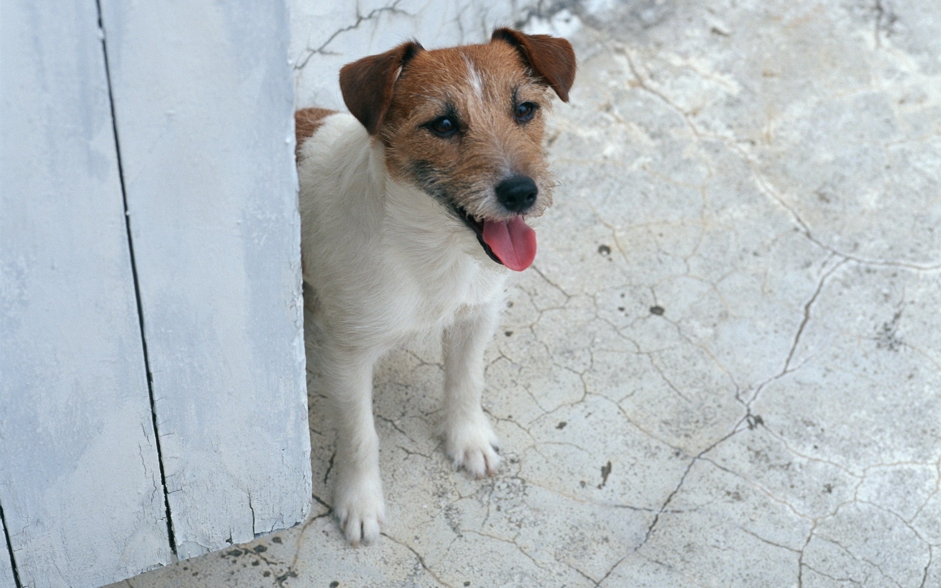 animal, jack russell terrier, dogs