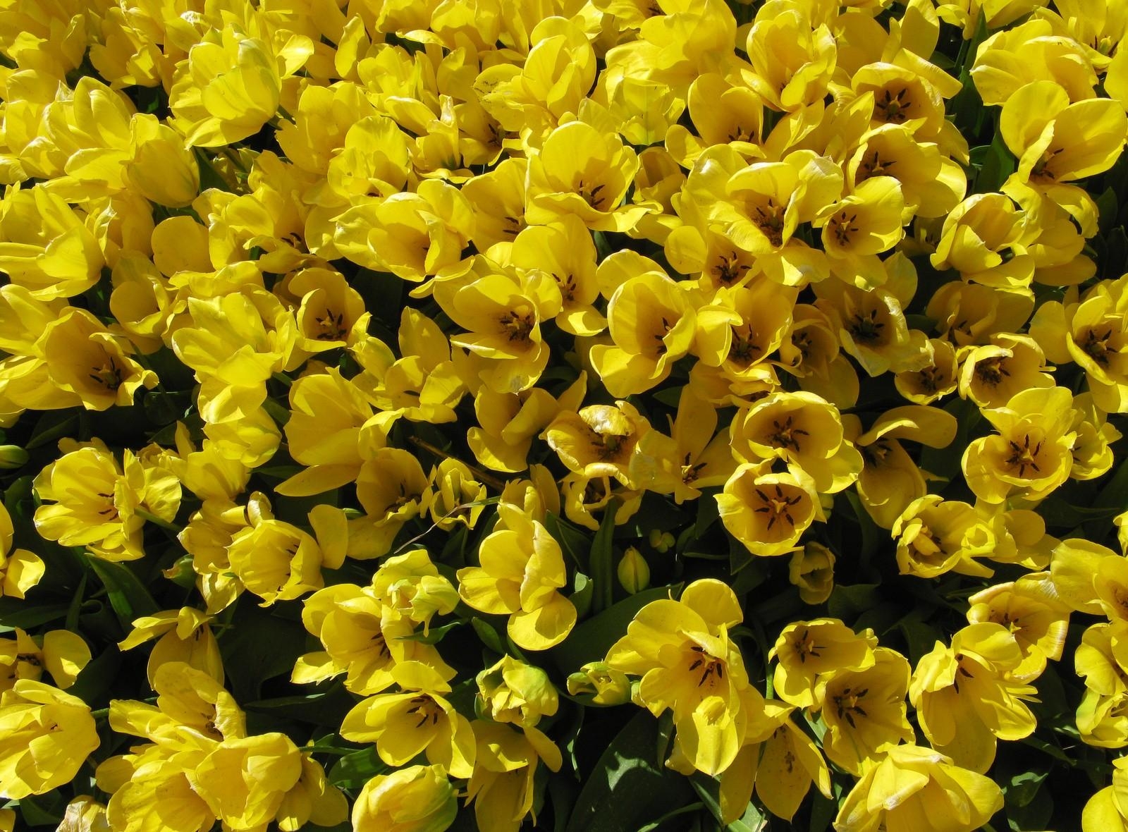 disbanded, flowers, tulips, yellow, loose, lot